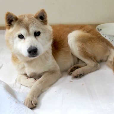 柴犬・メスの里親募集の写真