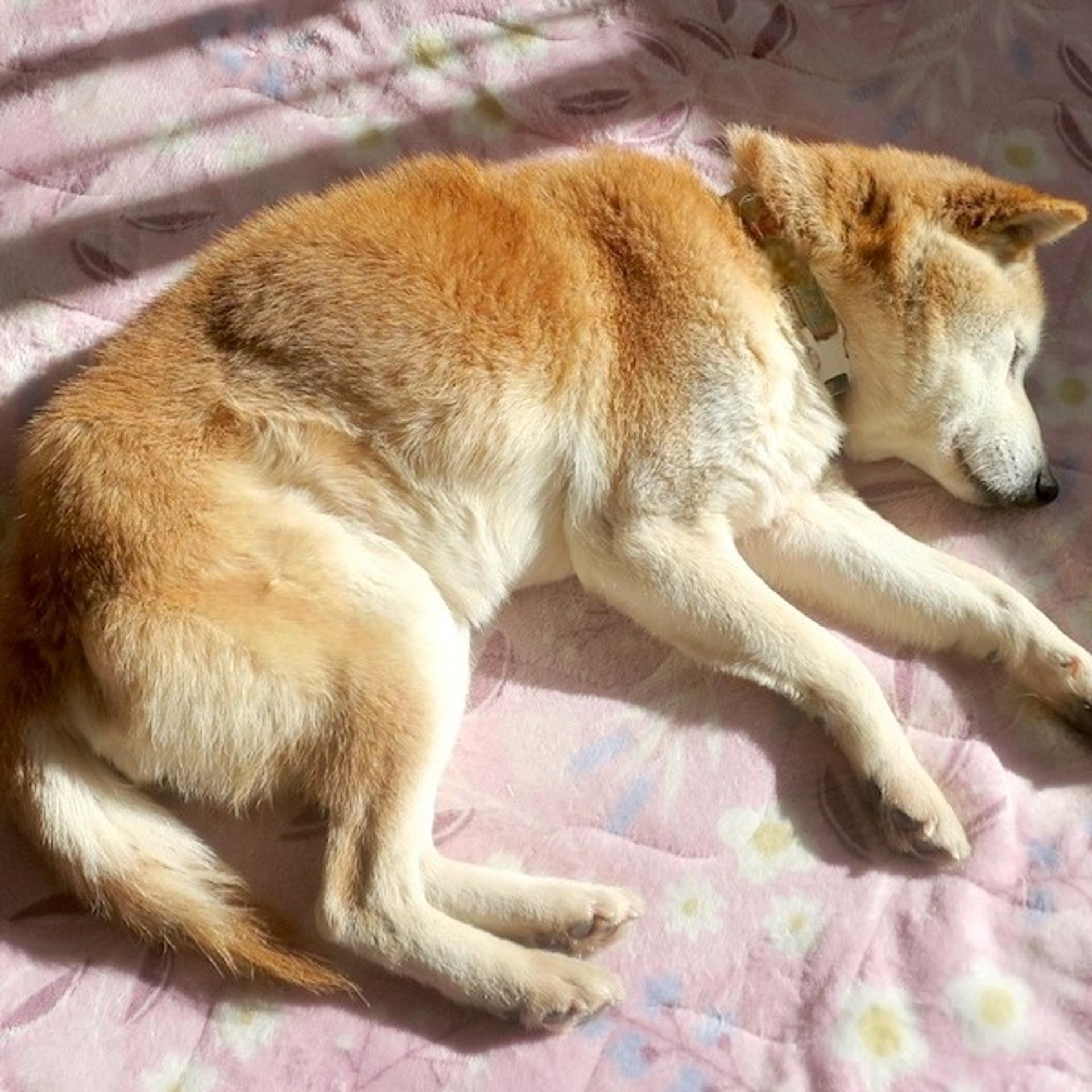 pet-image-4