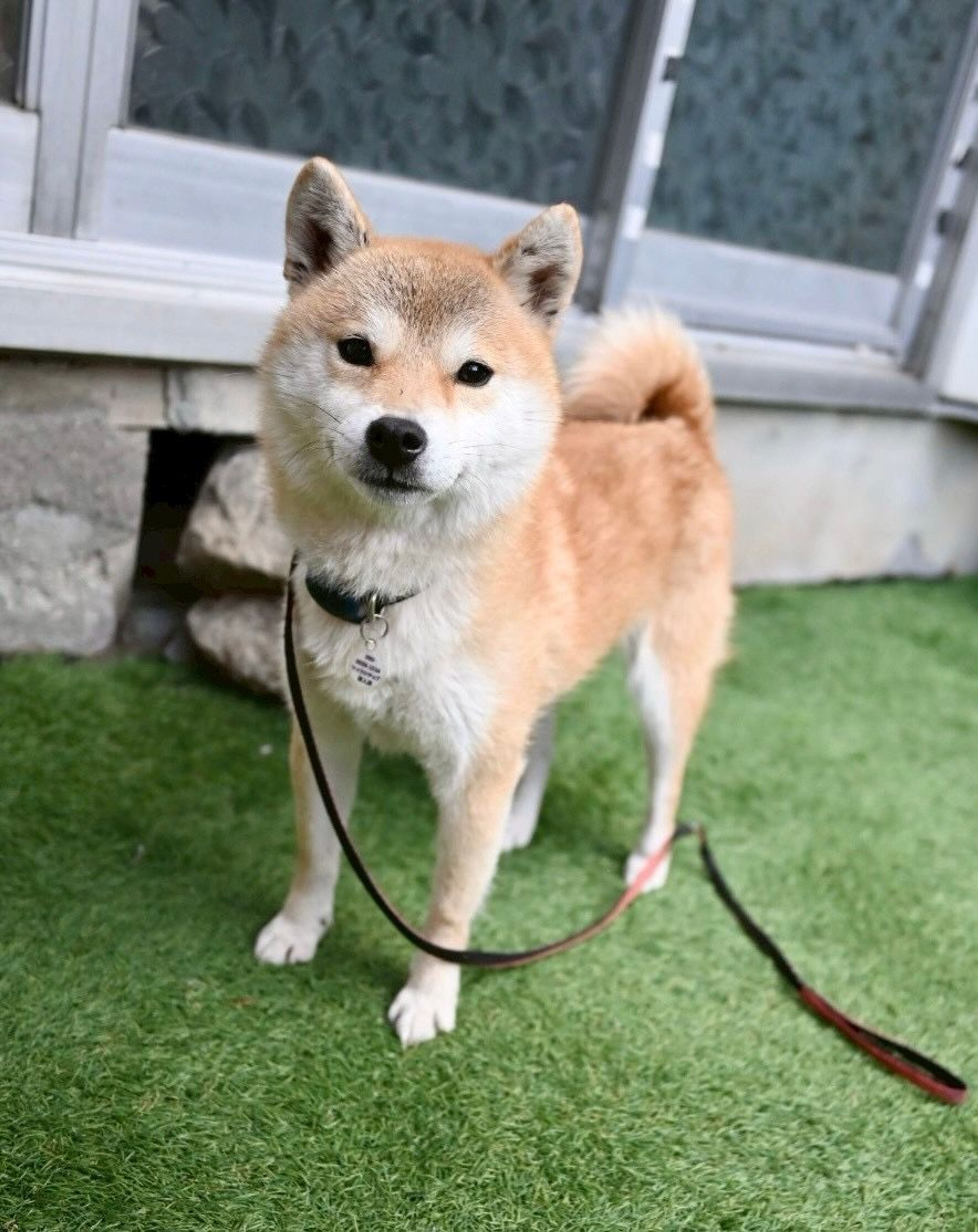 柴犬・メスの里親募集の写真
