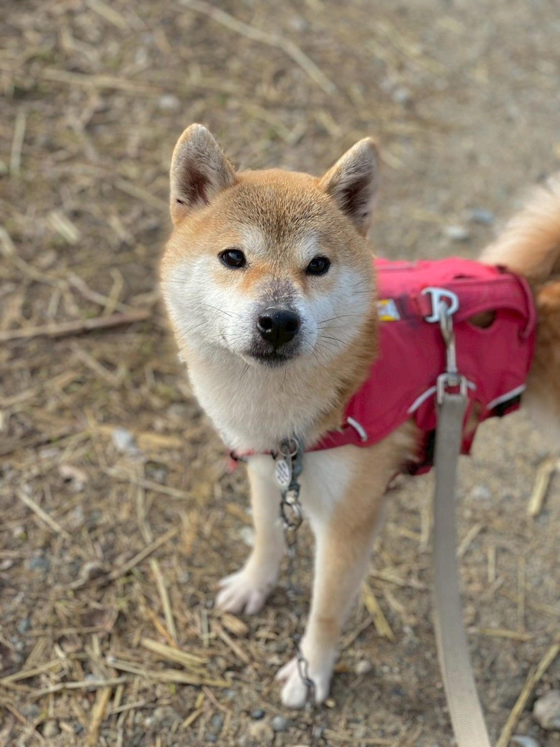 pet-image-2