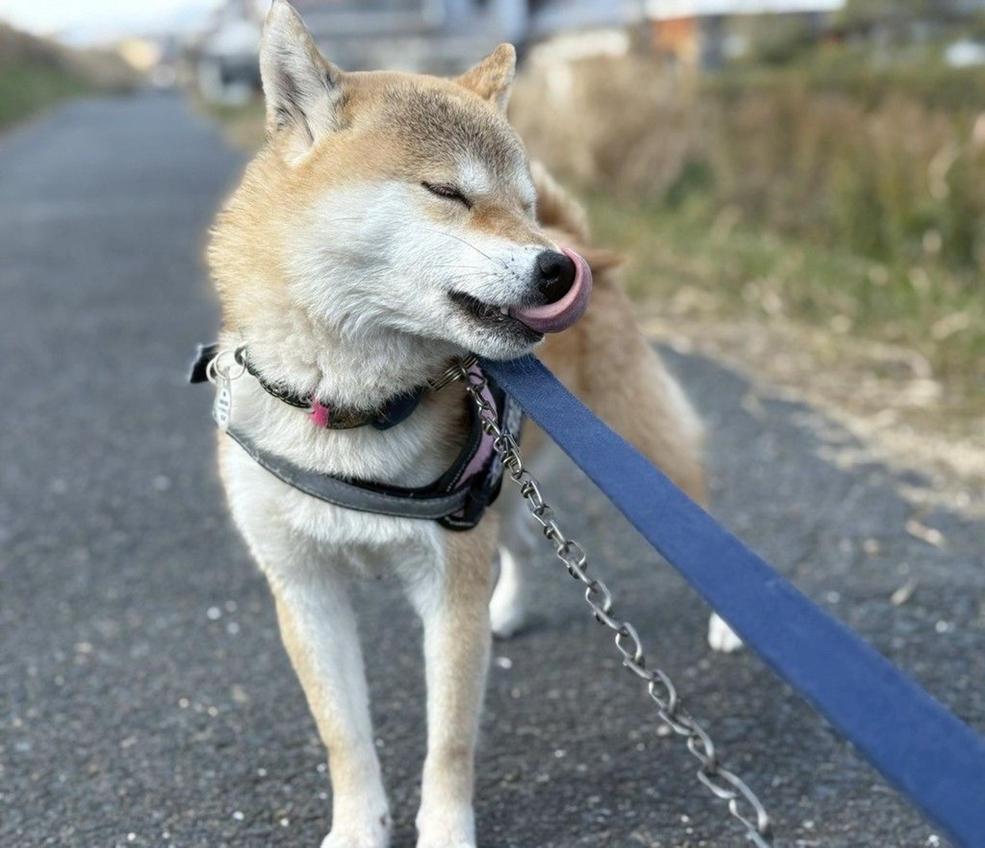 pet-image-4