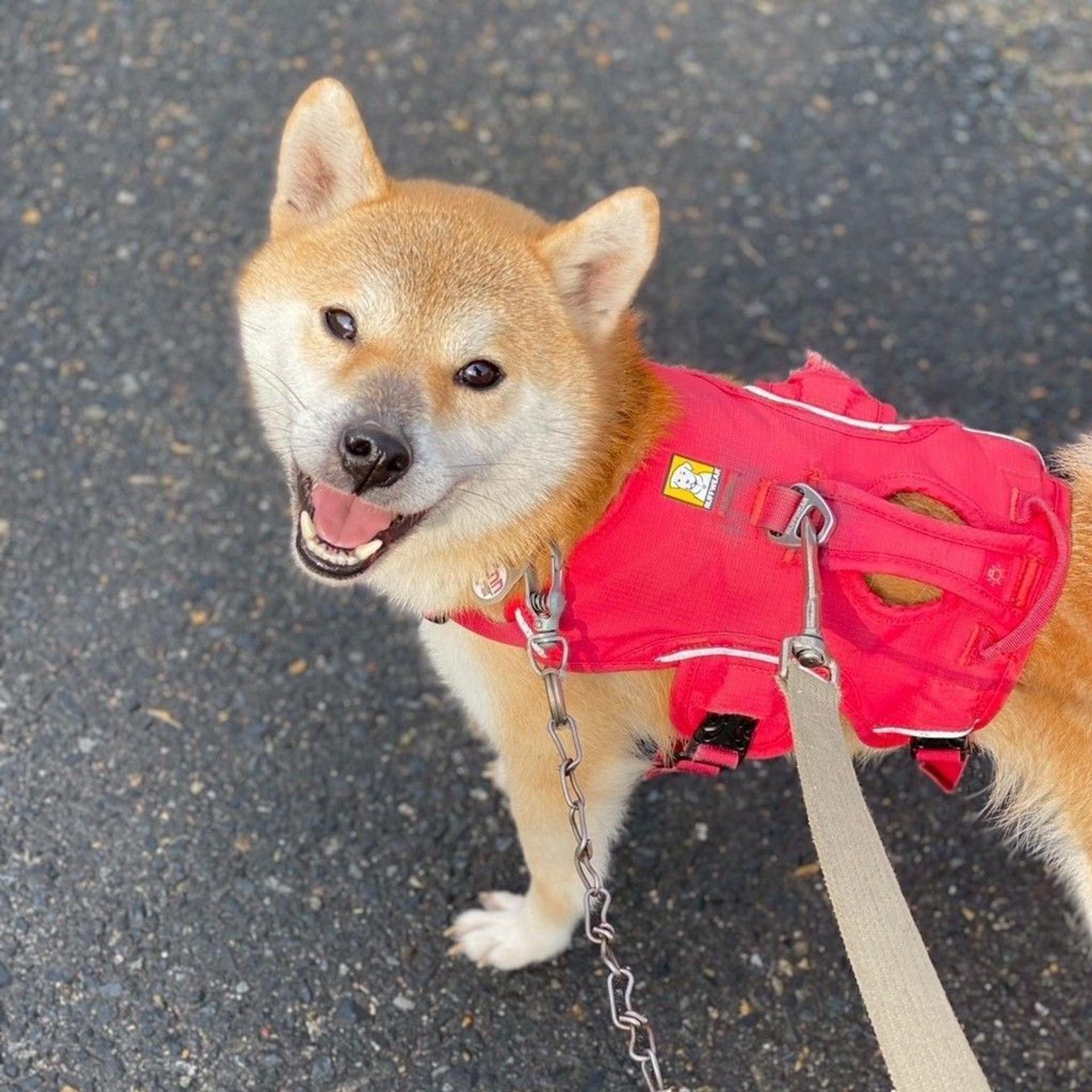 pet-image-6