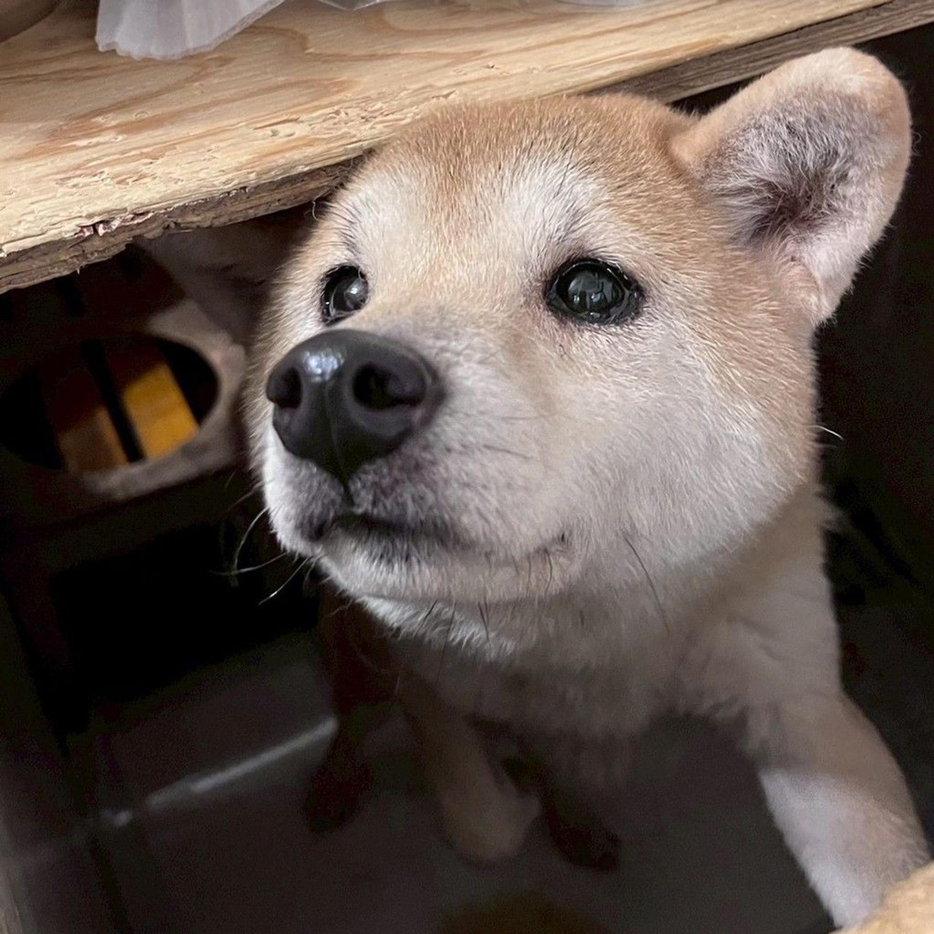 pet-image-7