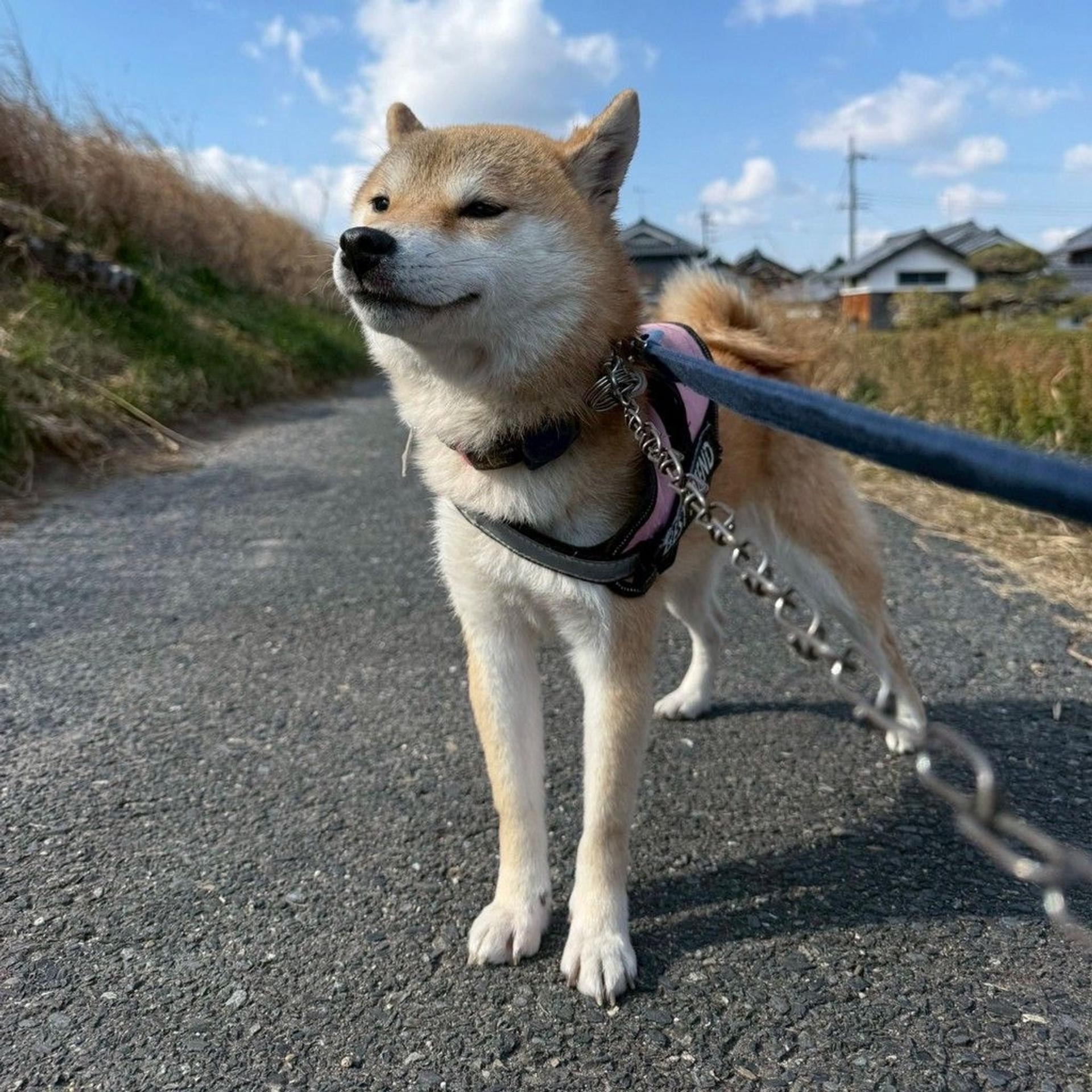 pet-image-8