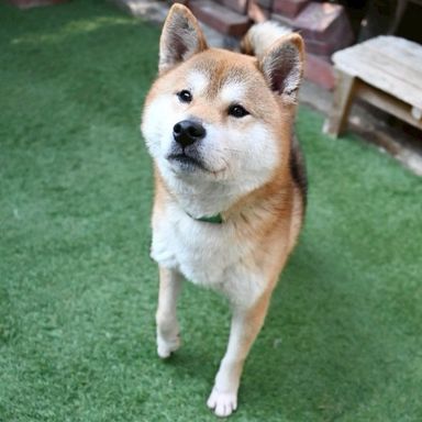 柴犬・オスの里親募集の写真