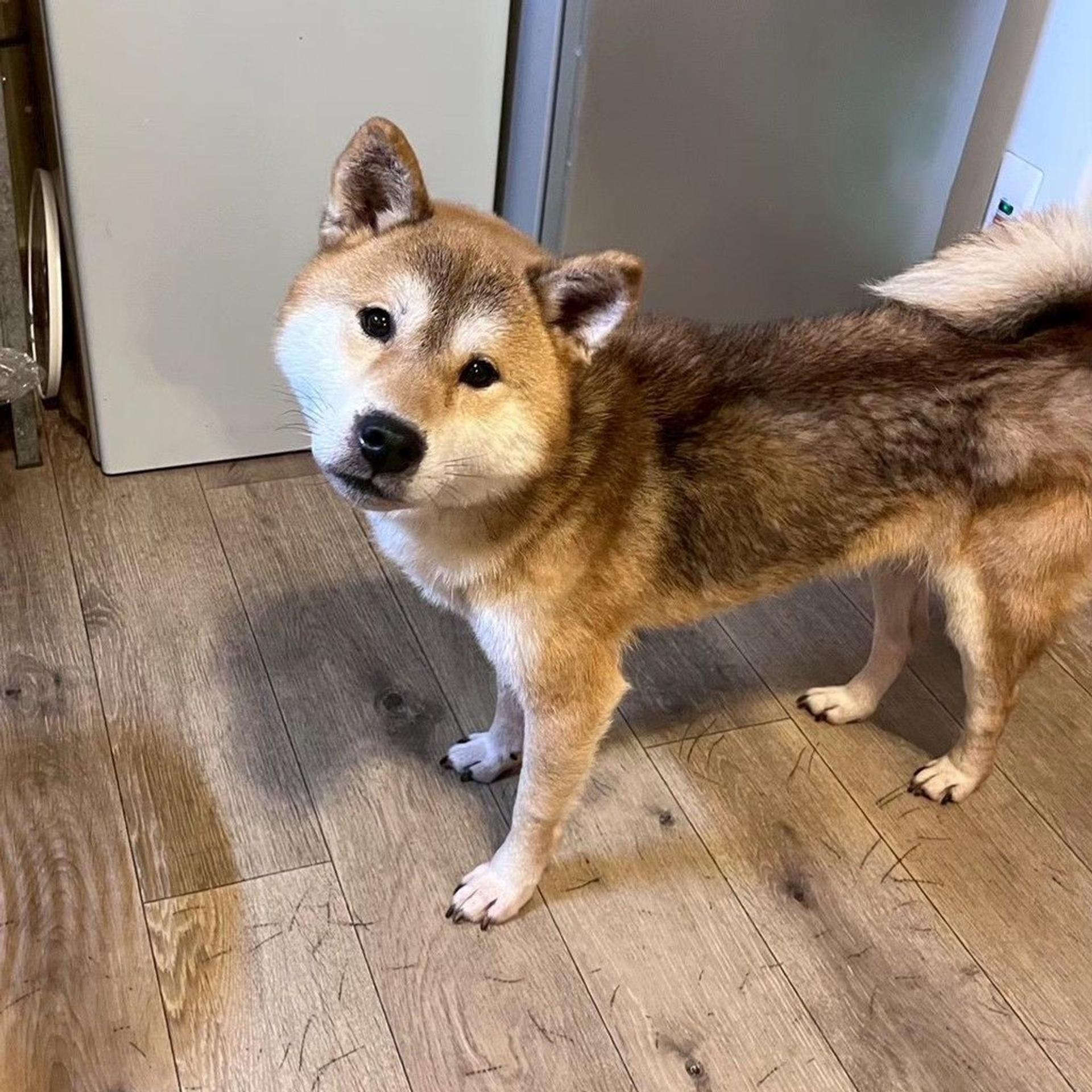 pet-image-5