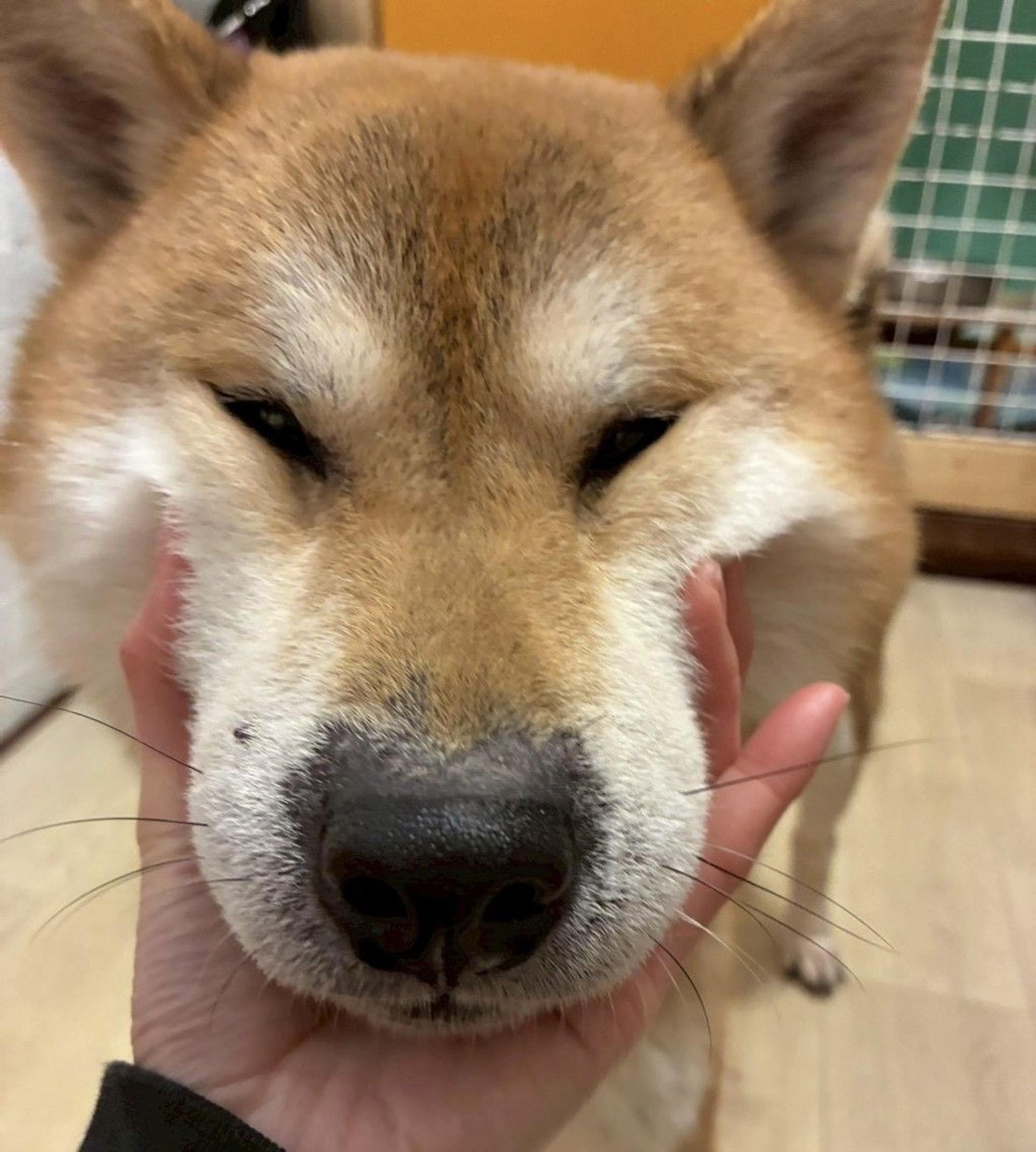 pet-image-6