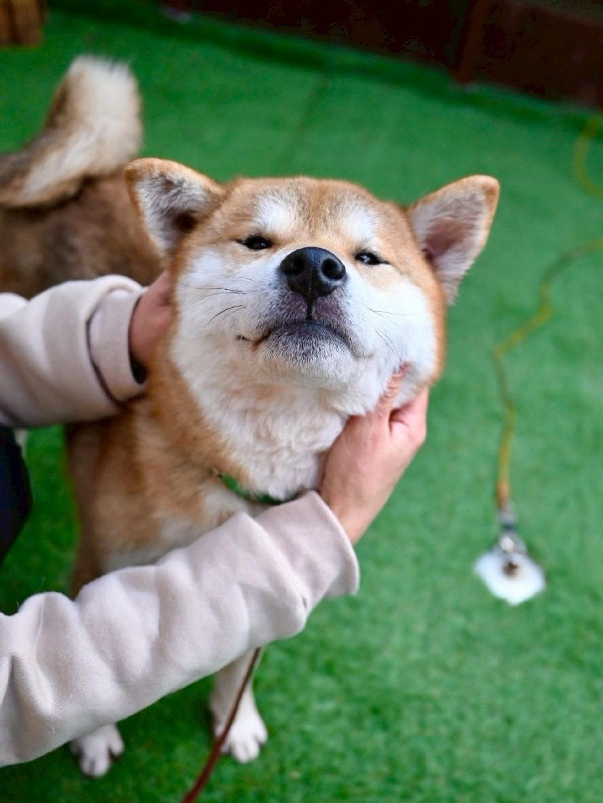 pet-image-7