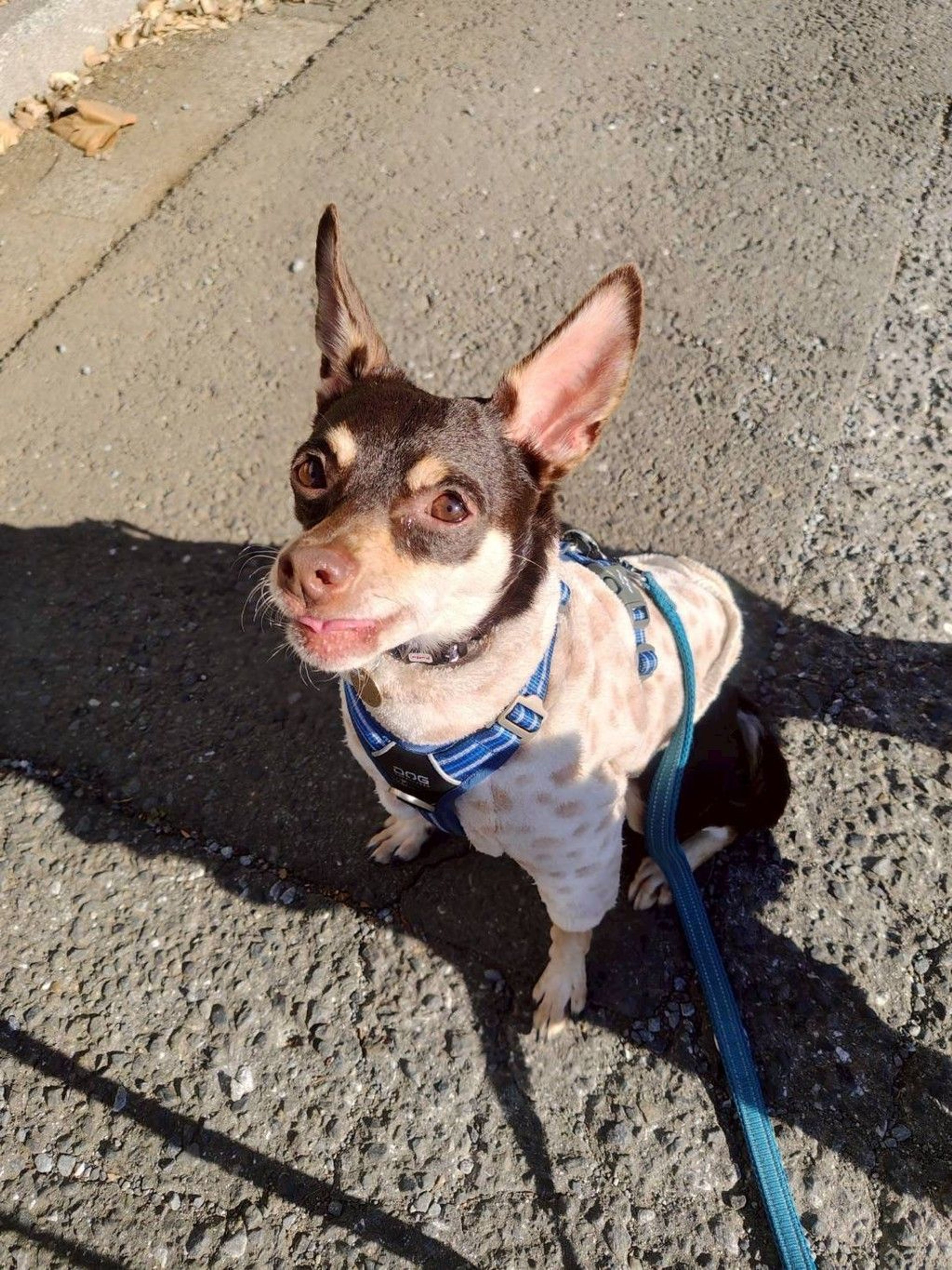 雑種（ミックス犬）・オスの里親募集の写真