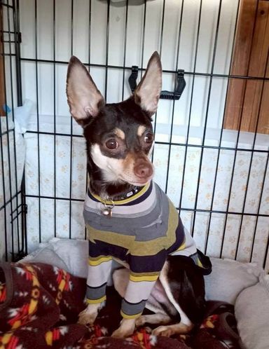 雑種（ミックス犬）・オスの里親募集の写真