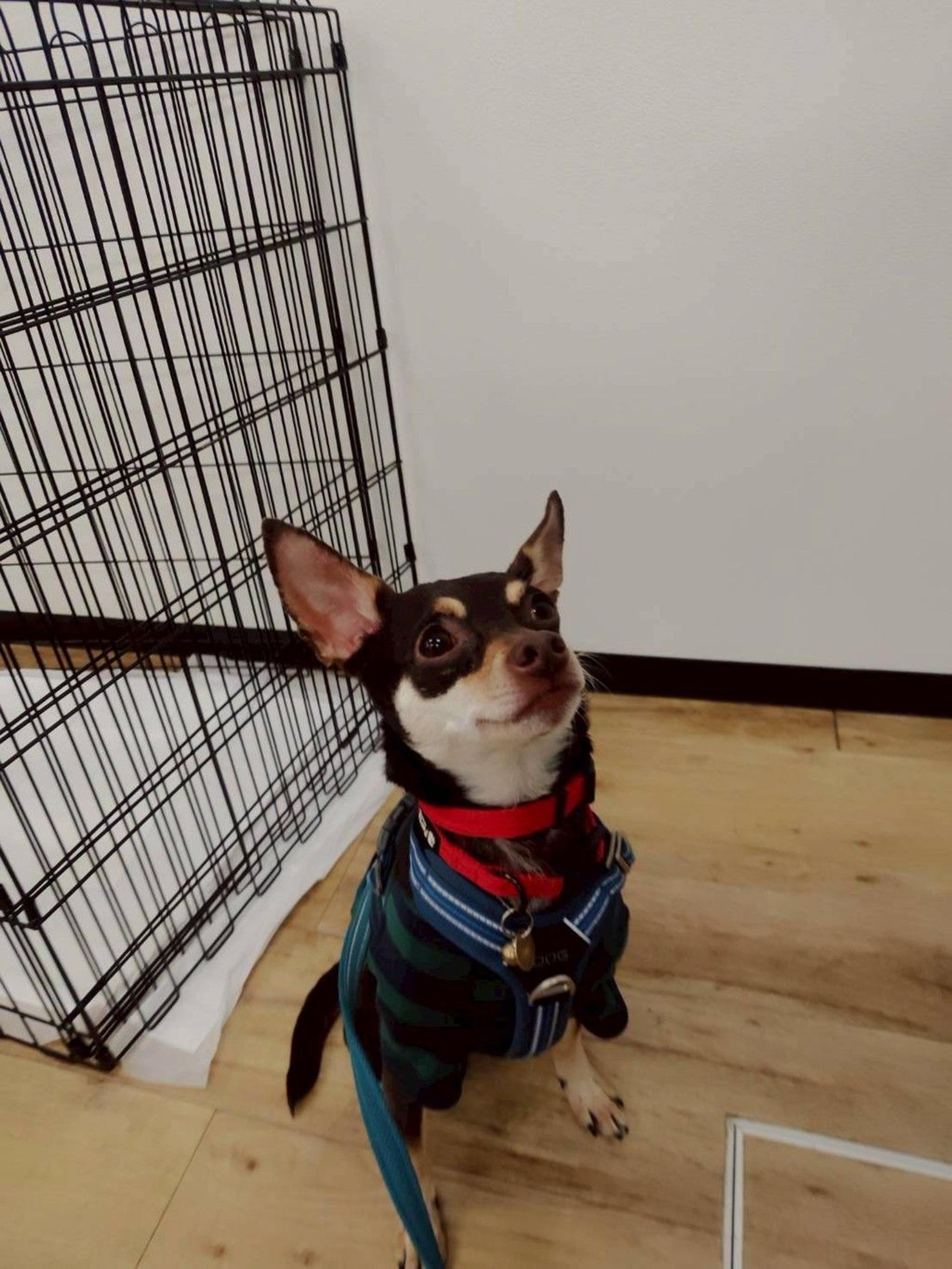 pet-image-3