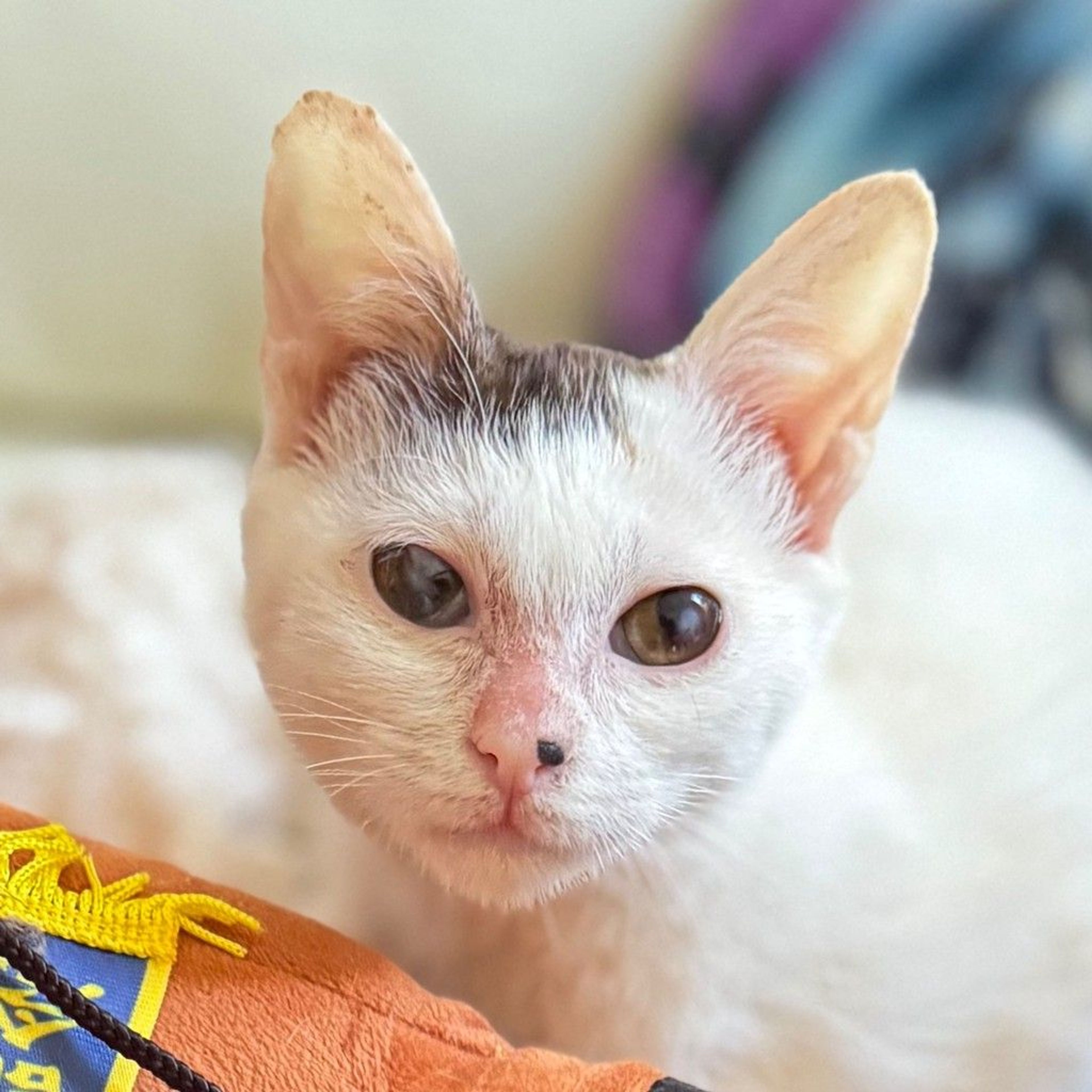 雑種（ミックス猫）・メスの里親募集の写真