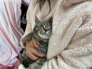 雑種（ミックス猫）・オスの里親募集の写真