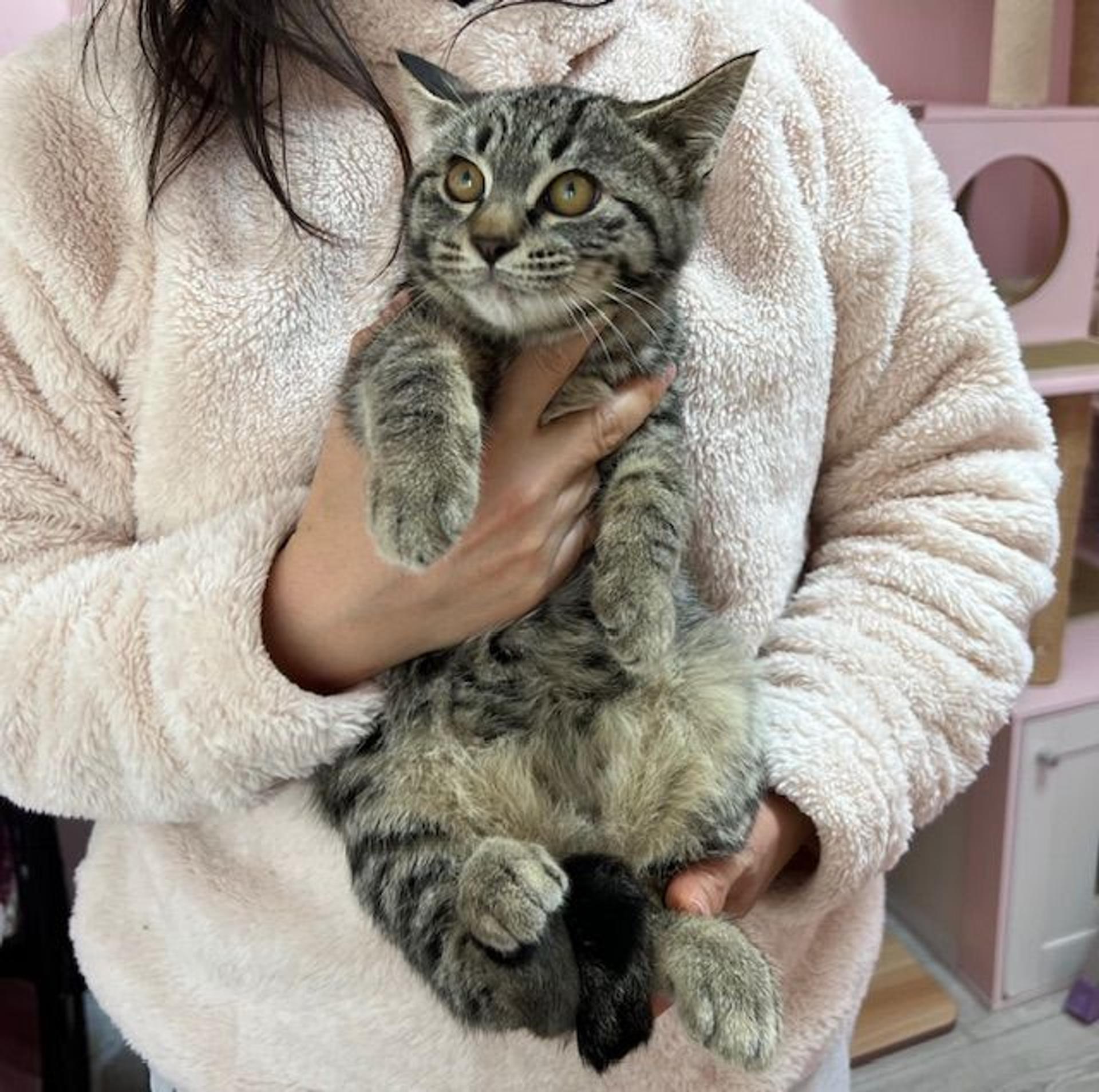 pet-image-2