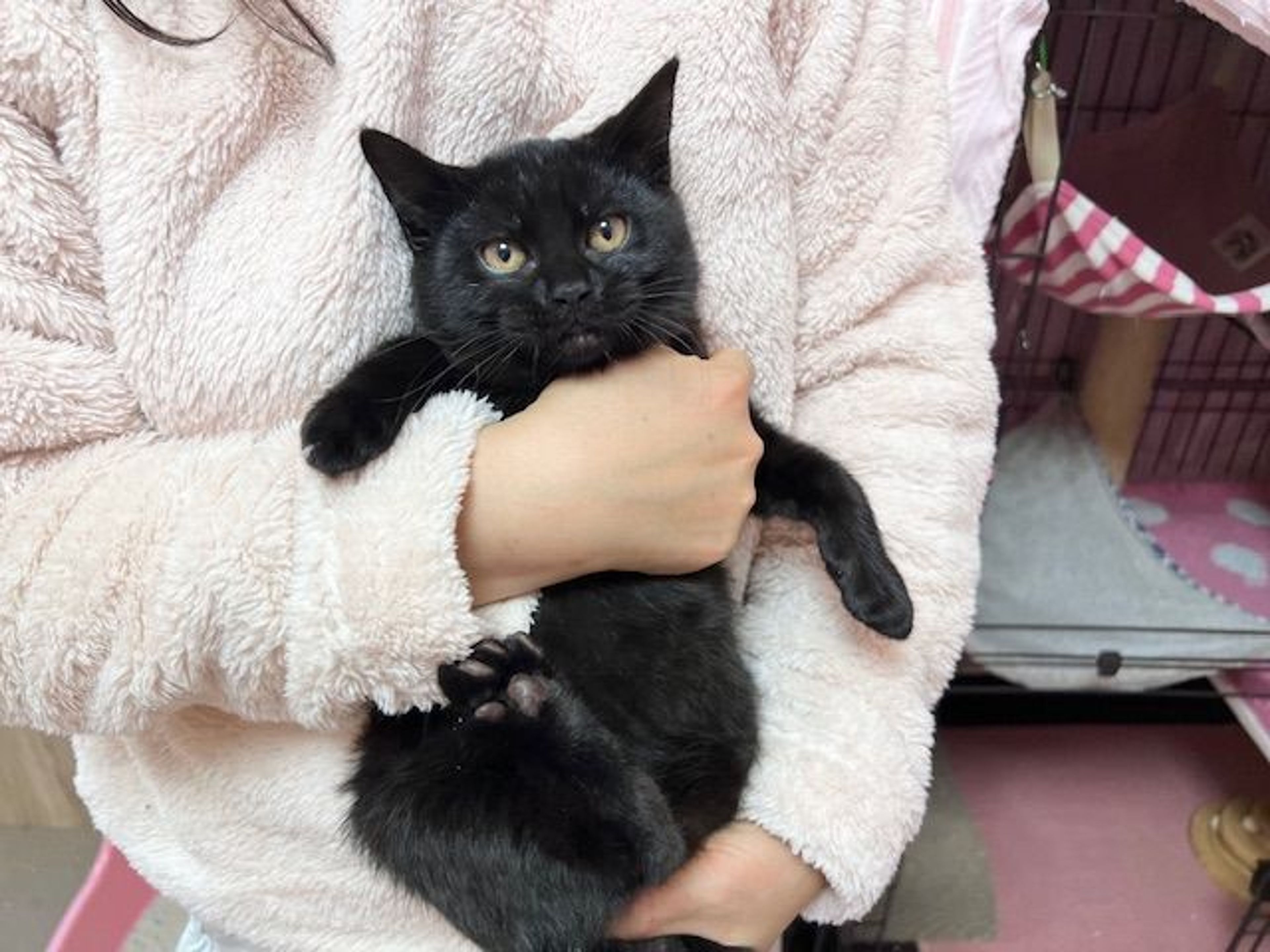 雑種（ミックス猫）・メスの里親募集の写真