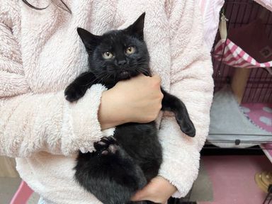 雑種（ミックス猫）・メスの里親募集の写真