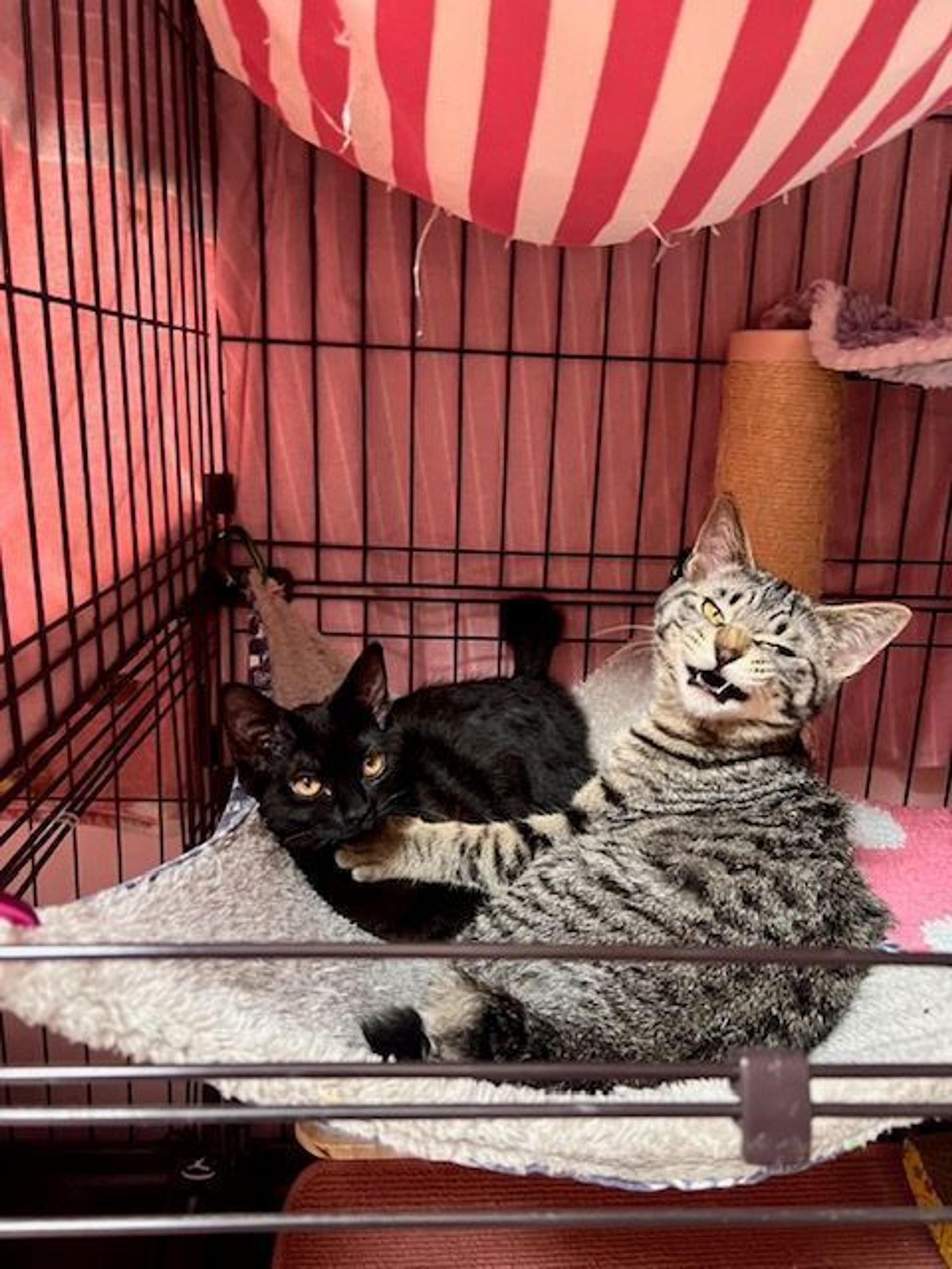 pet-image-7