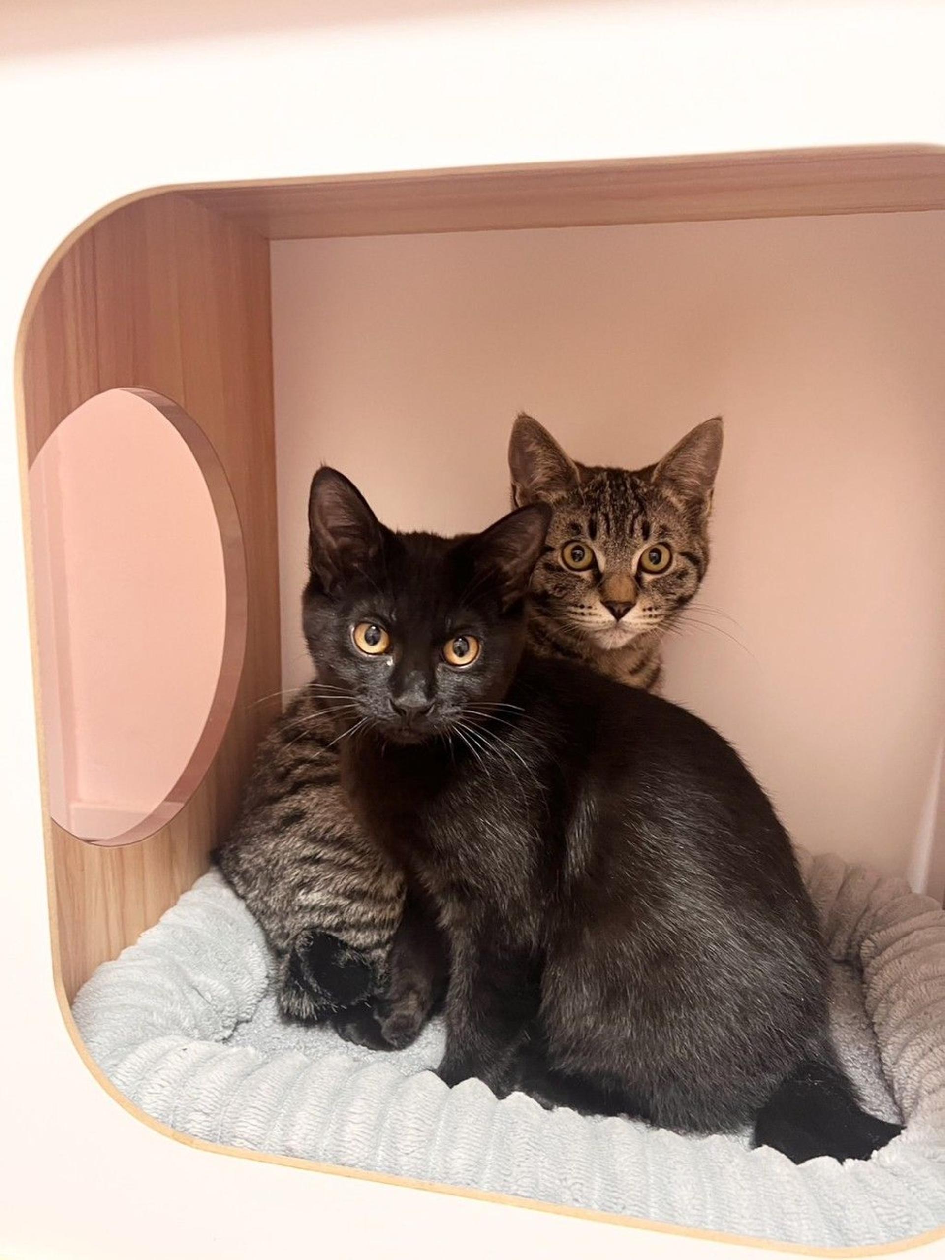 pet-image-8
