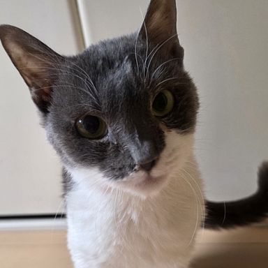 雑種（ミックス猫）・メスの里親募集の写真