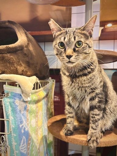 雑種（ミックス猫）・オスの里親募集の写真