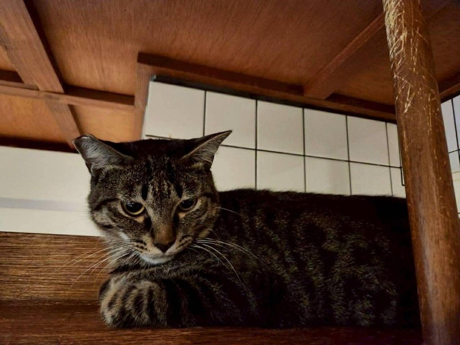 pet-image-2