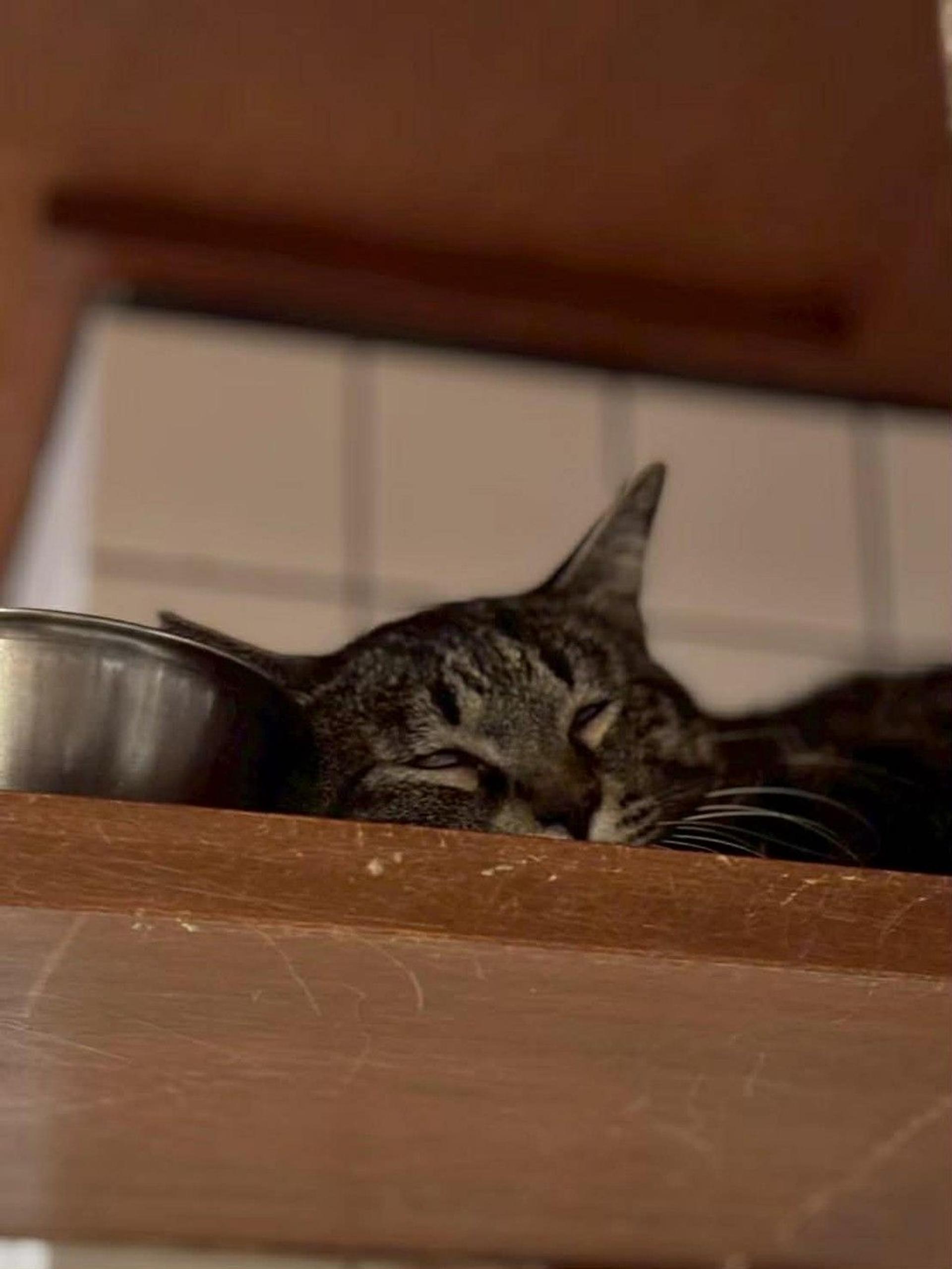 pet-image-4