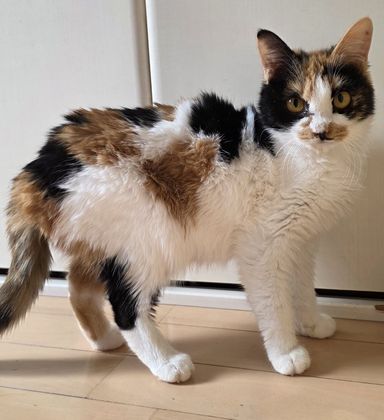 雑種（ミックス猫）・メスの里親募集の写真