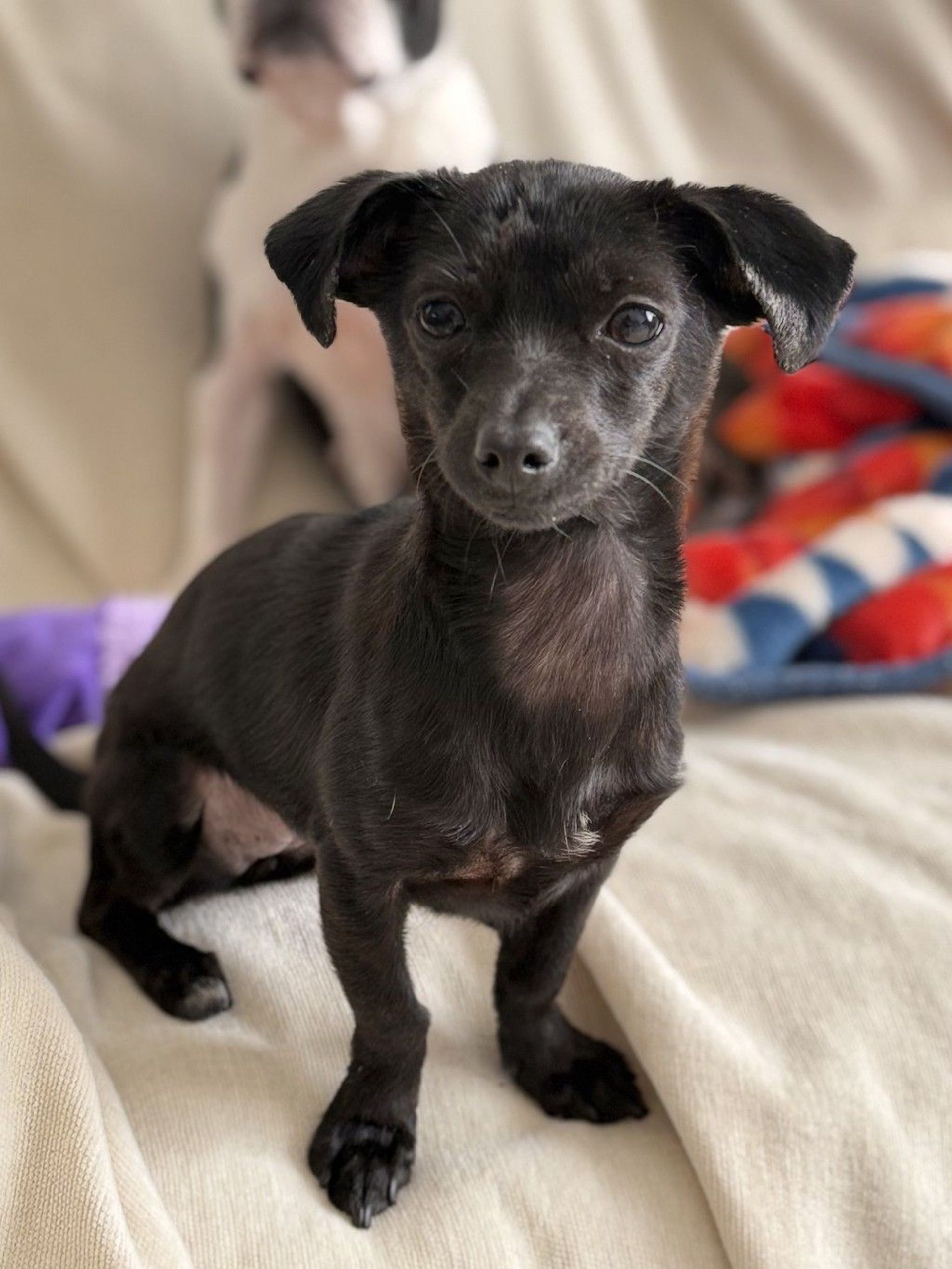 雑種（ミックス犬）・メスの里親募集の写真
