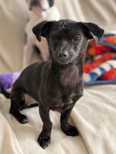 雑種（ミックス犬）・メスの里親募集の写真