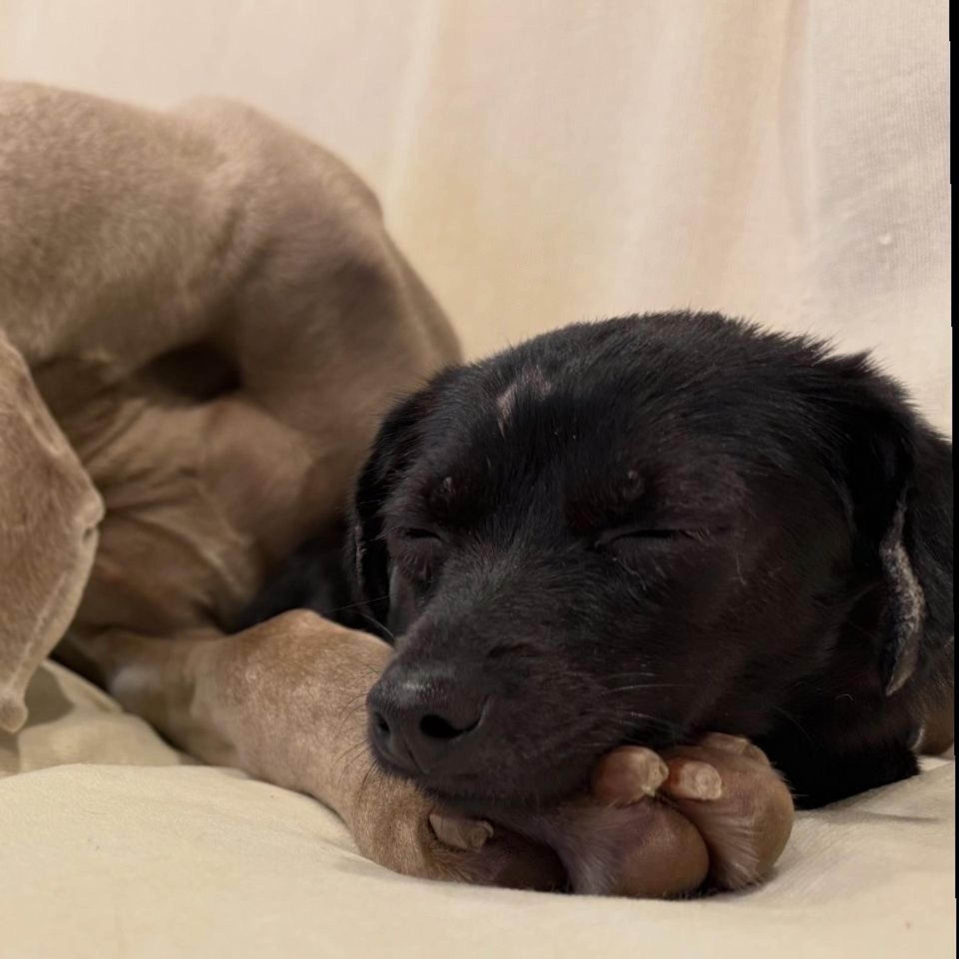 pet-image-4