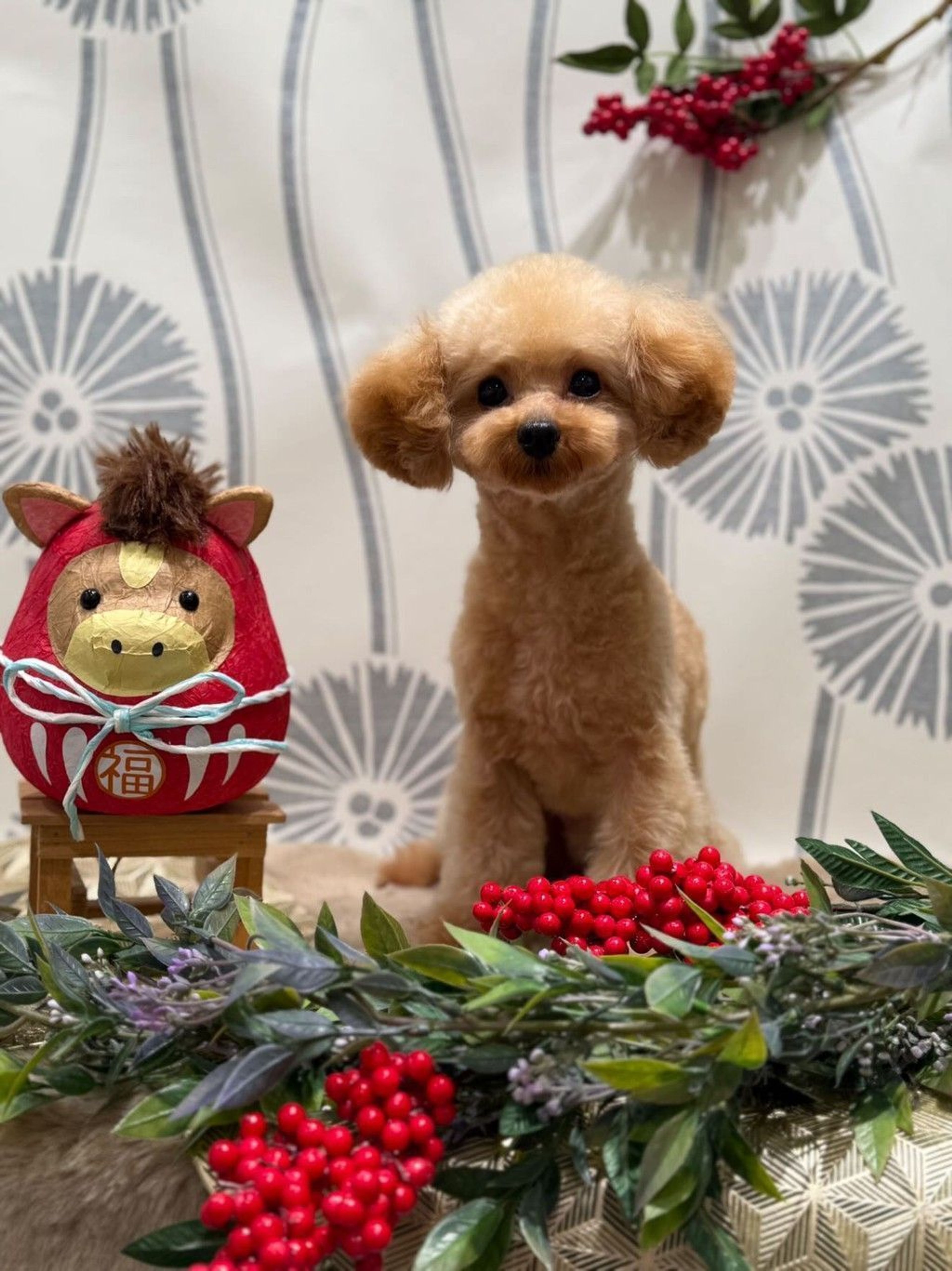 トイプードル・オスの里親募集の写真