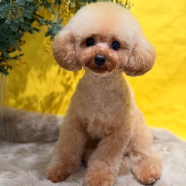 トイプードル・オスの里親募集の写真