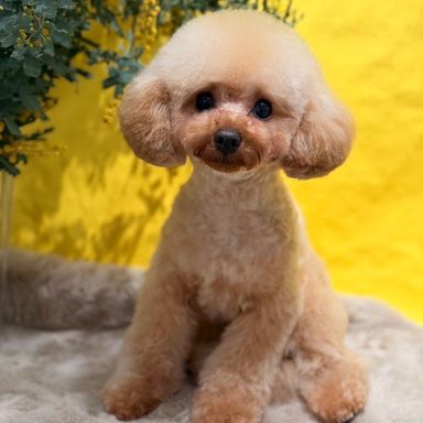 トイプードル・オスの里親募集の写真