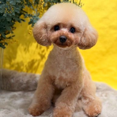 トイプードル・オスの里親募集の写真