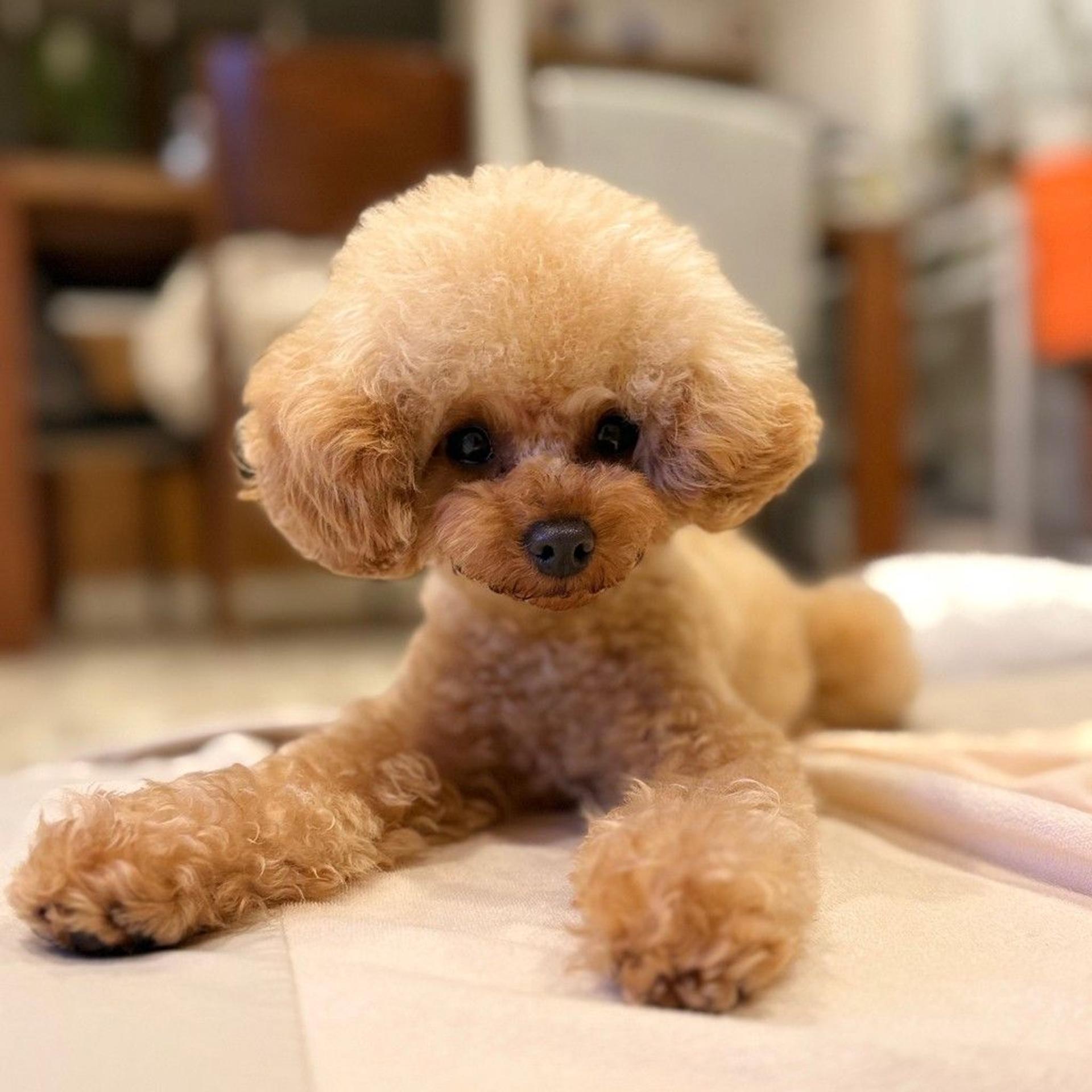pet-image-2