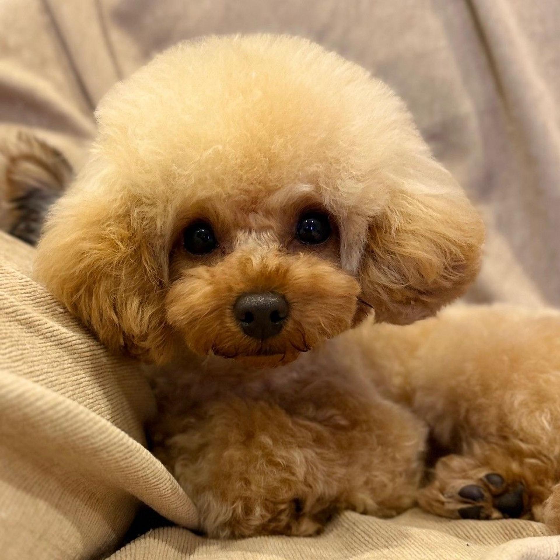 pet-image-4