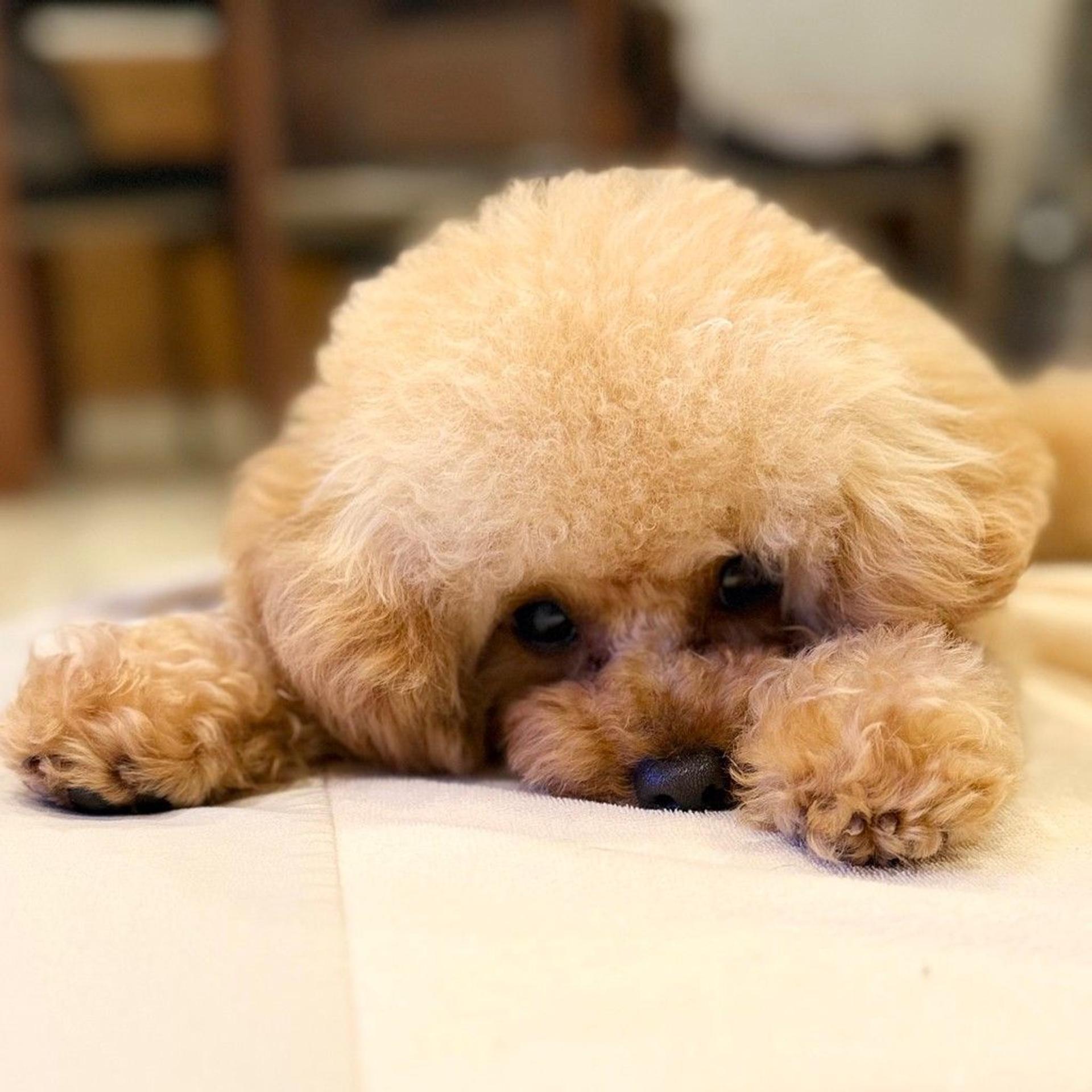 pet-image-5