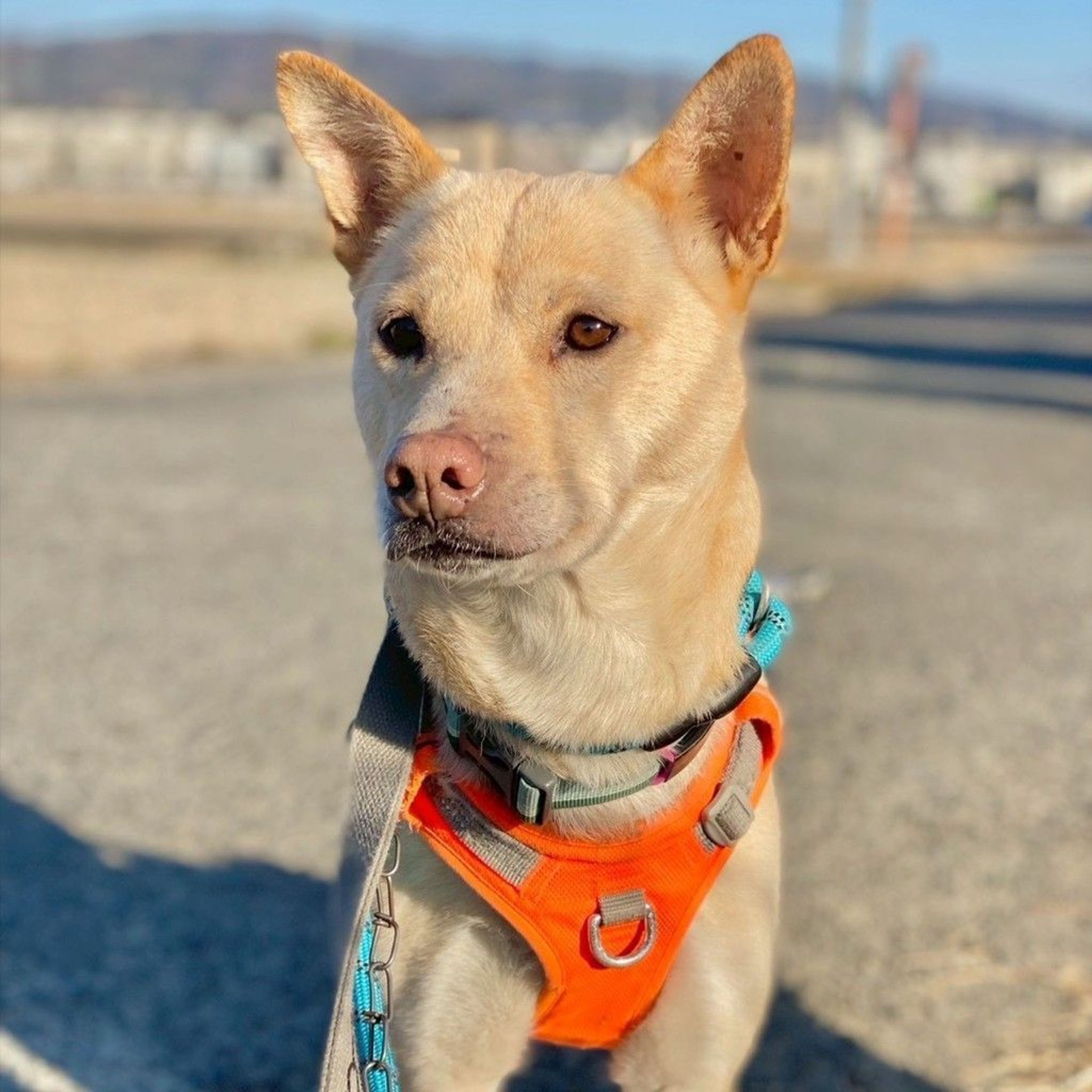 雑種（ミックス犬）・メスの里親募集の写真