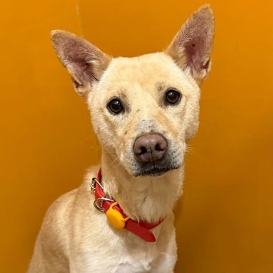 雑種（ミックス犬）・メスの里親募集の写真