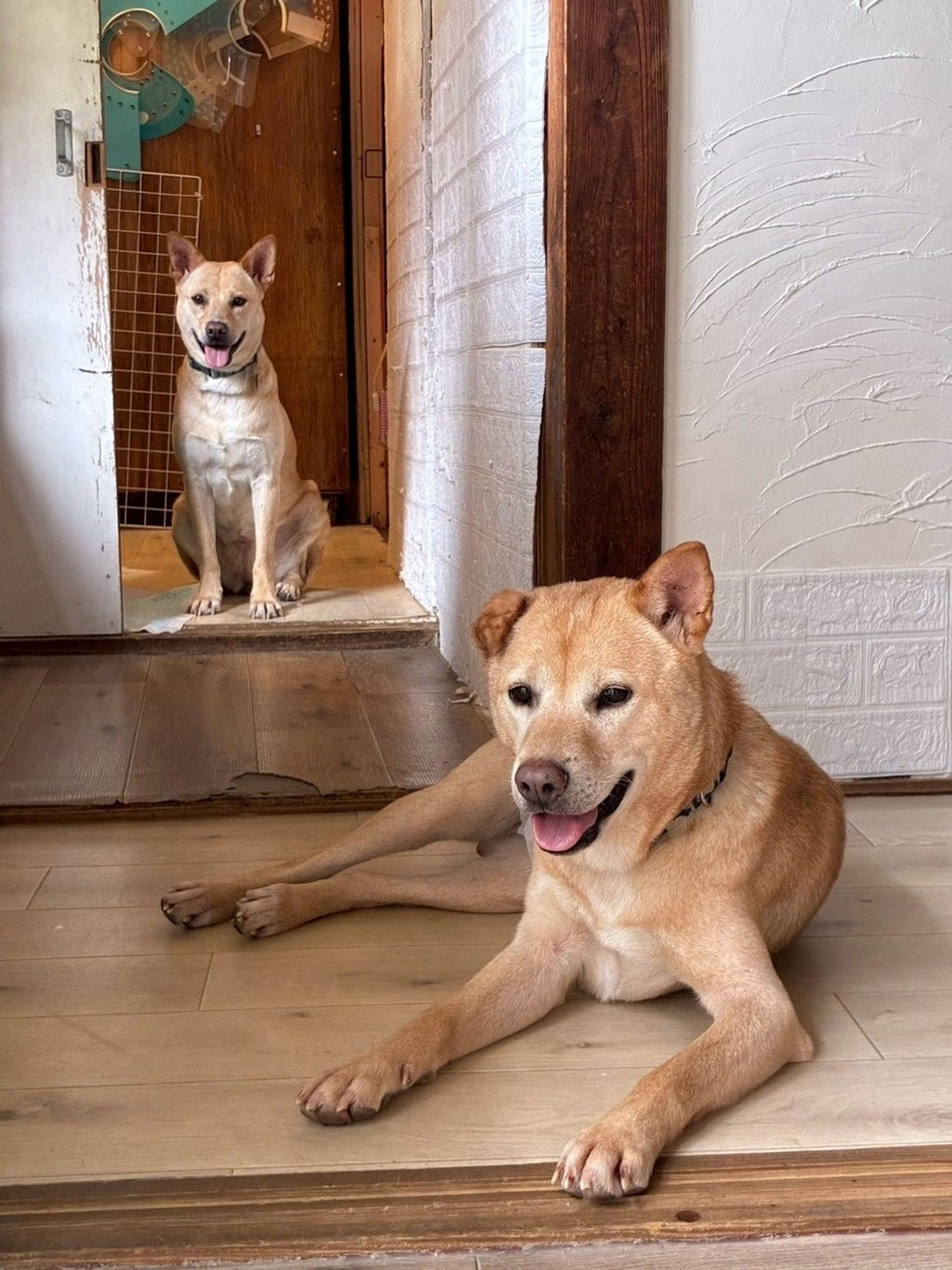 pet-image-8