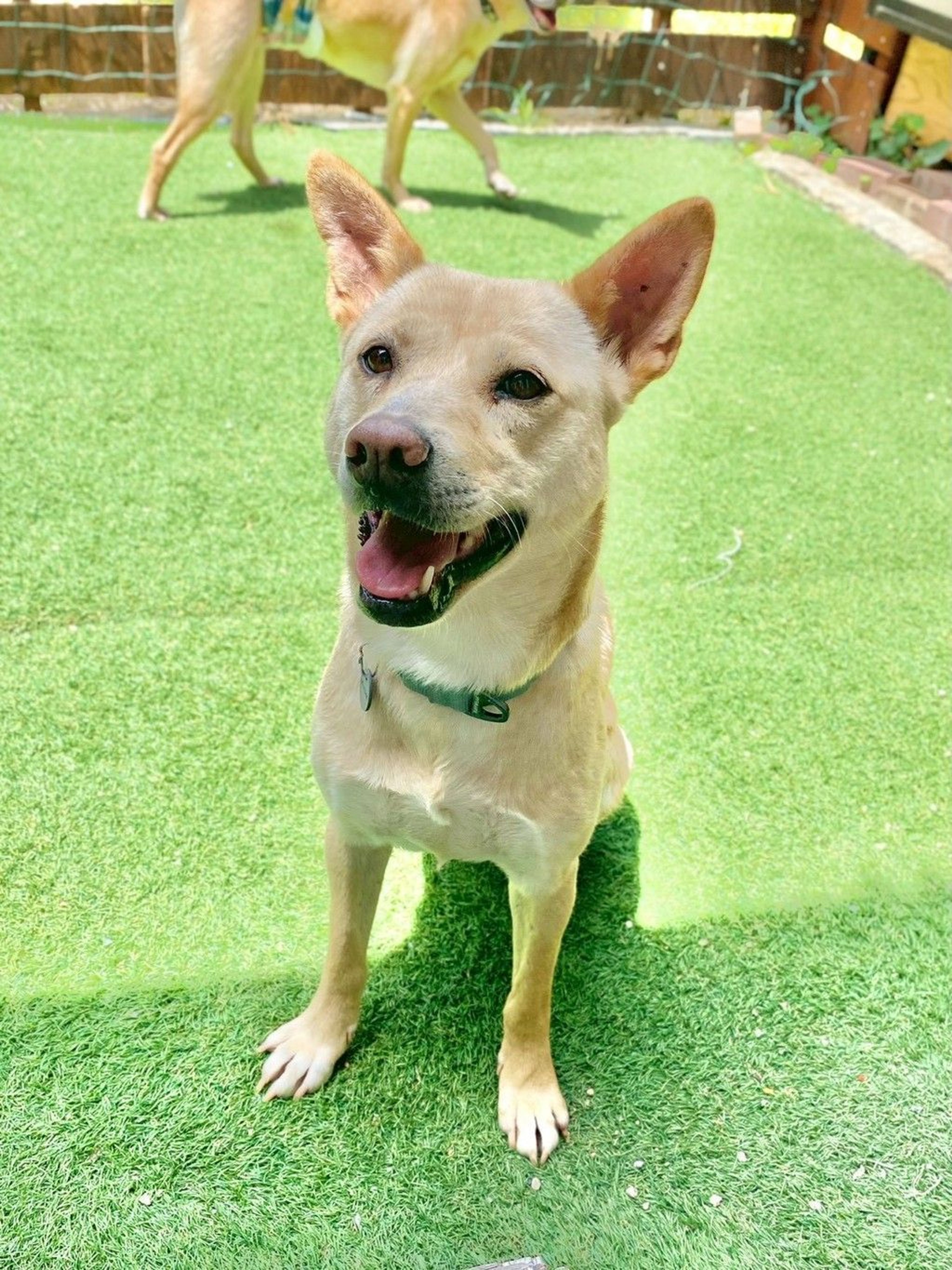 雑種（ミックス犬）・メスの里親募集の写真