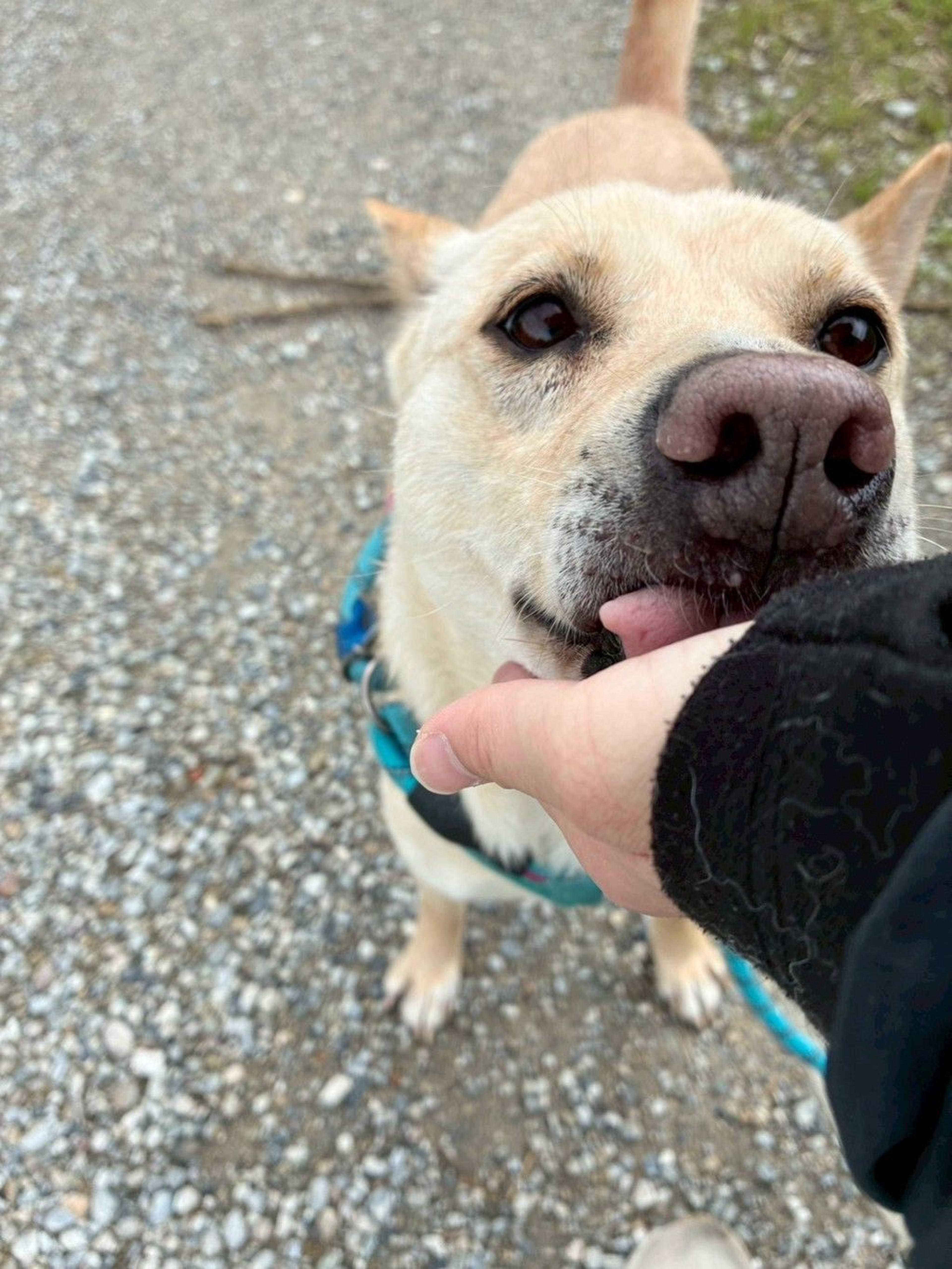 pet-image-3