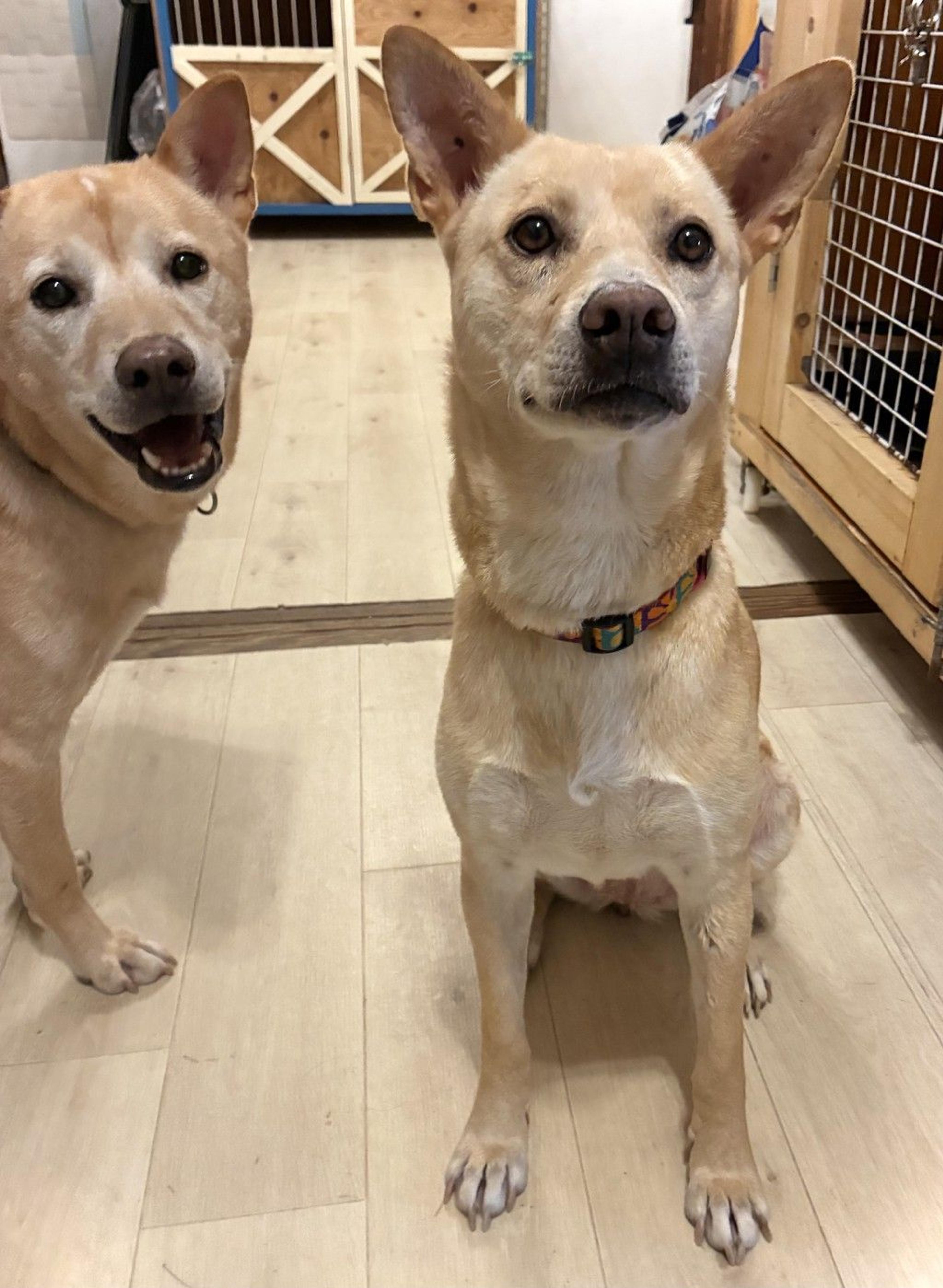 pet-image-8
