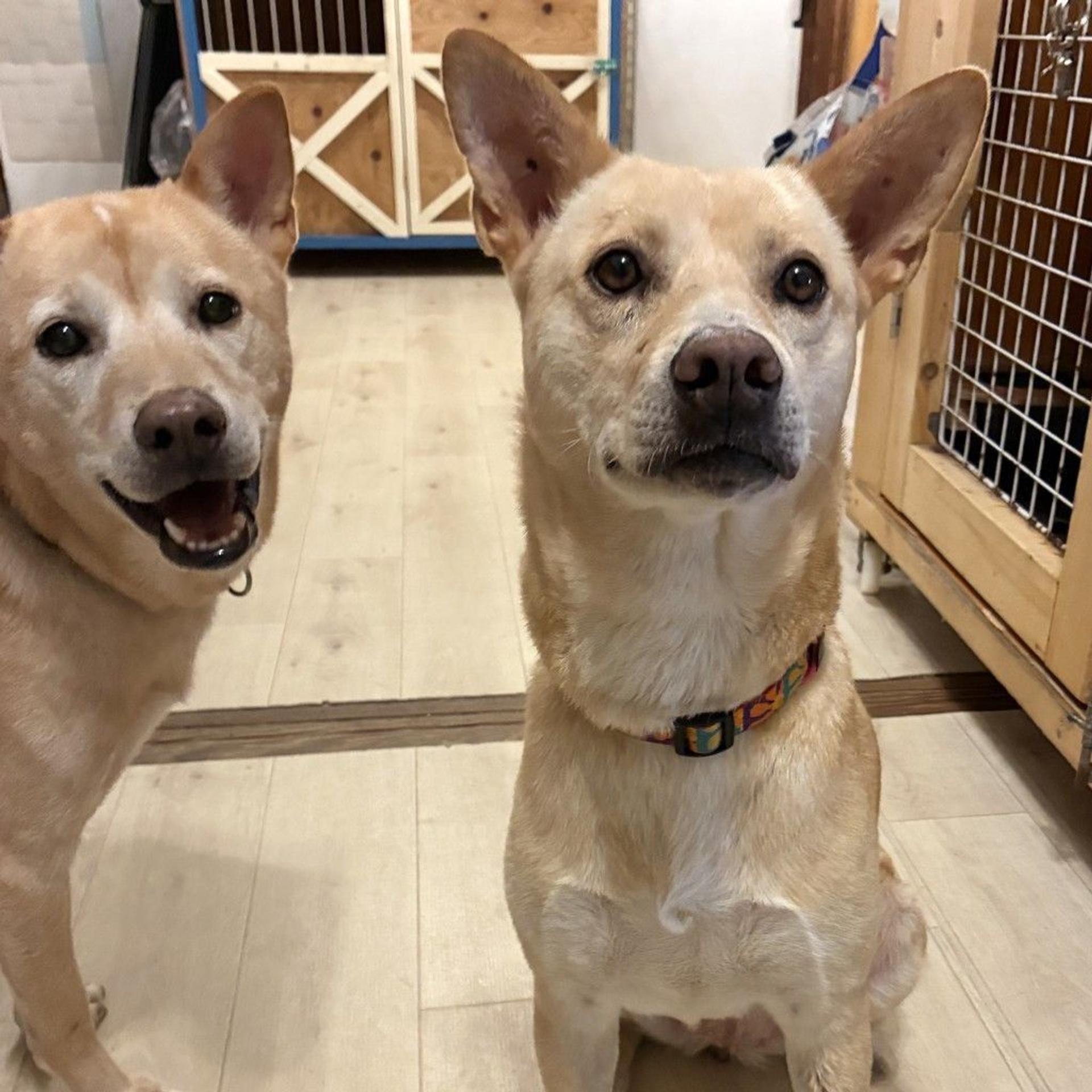 pet-image-9