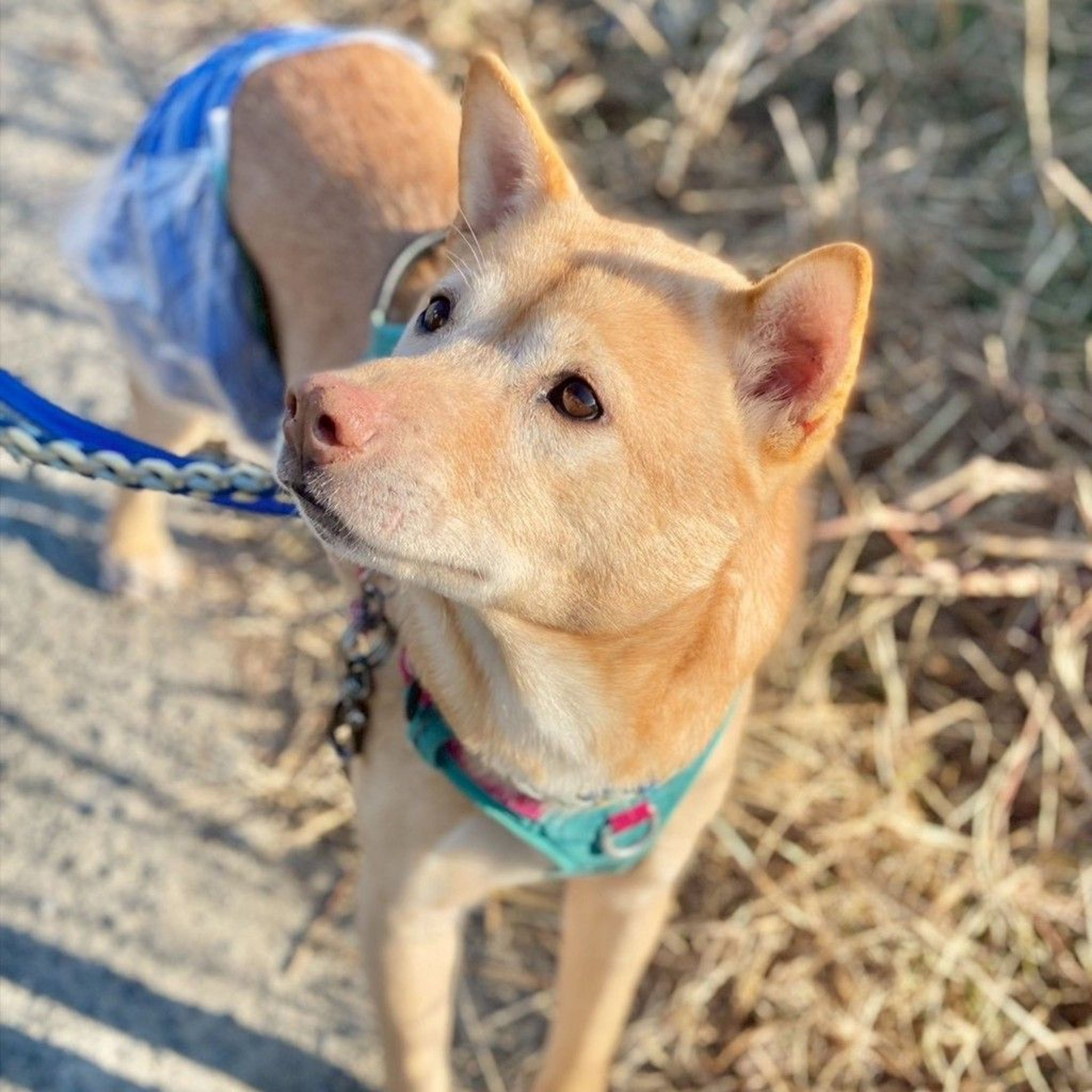 雑種（ミックス犬）・オスの里親募集の写真