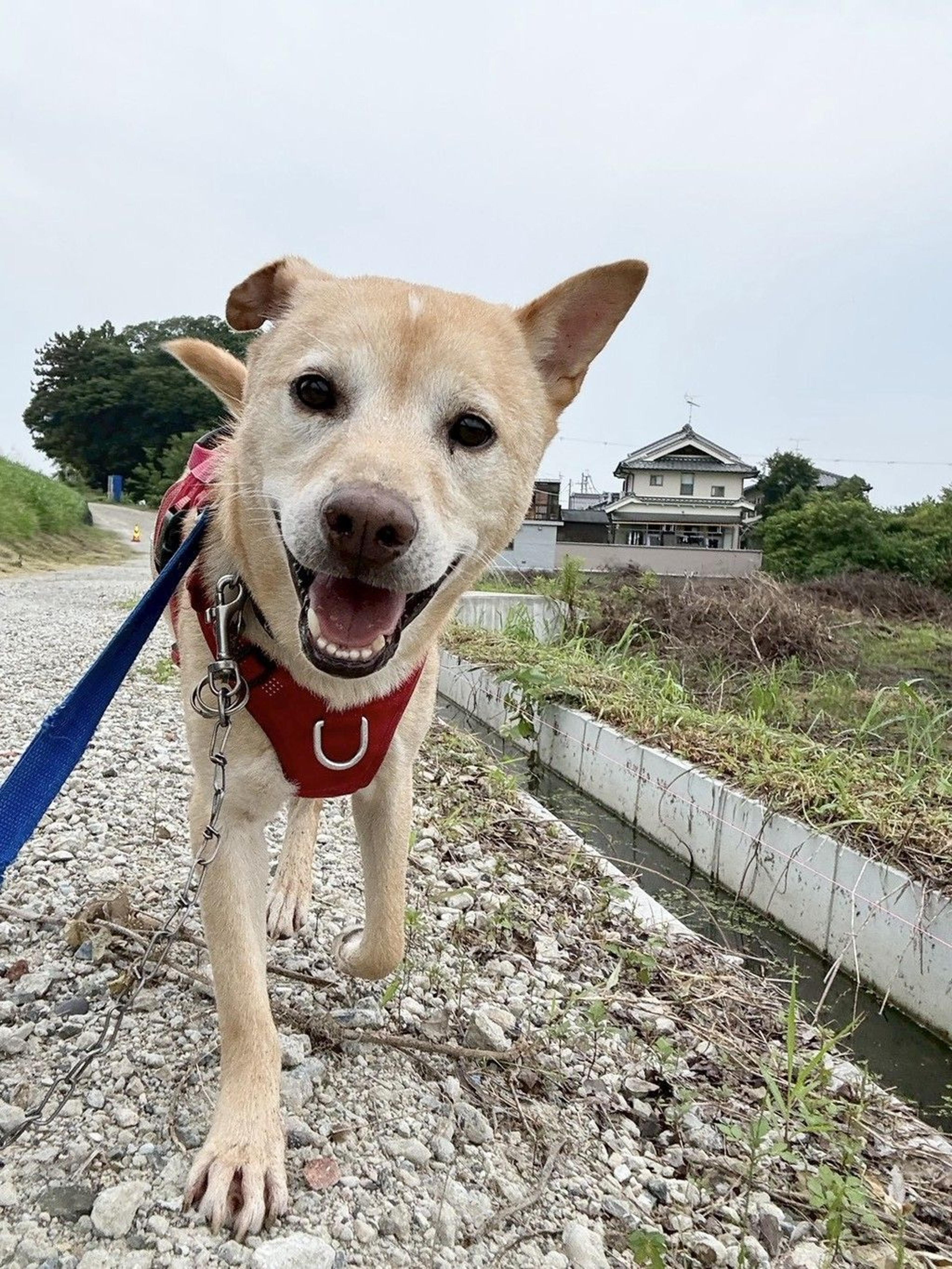 pet-image-2
