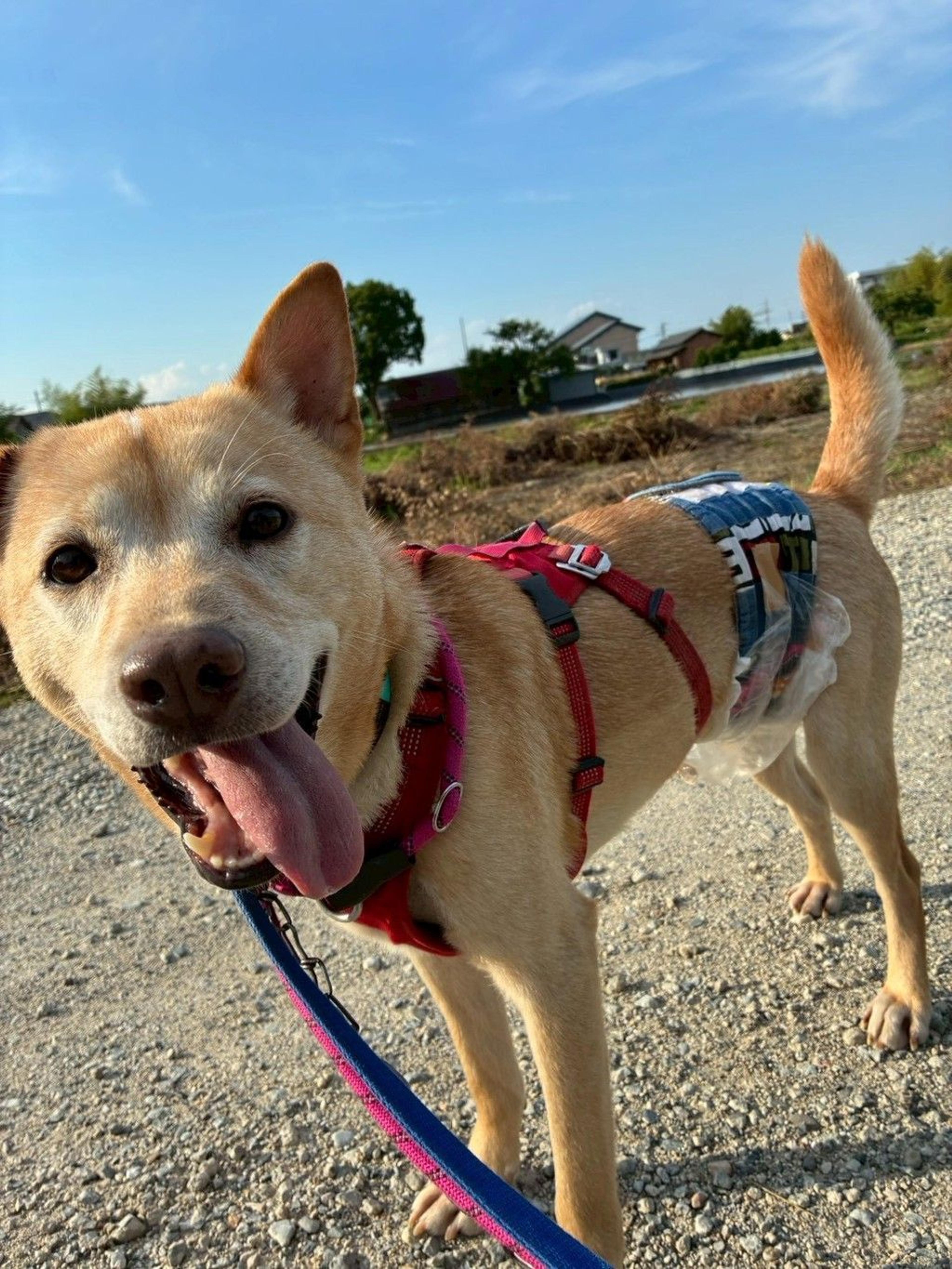 pet-image-4