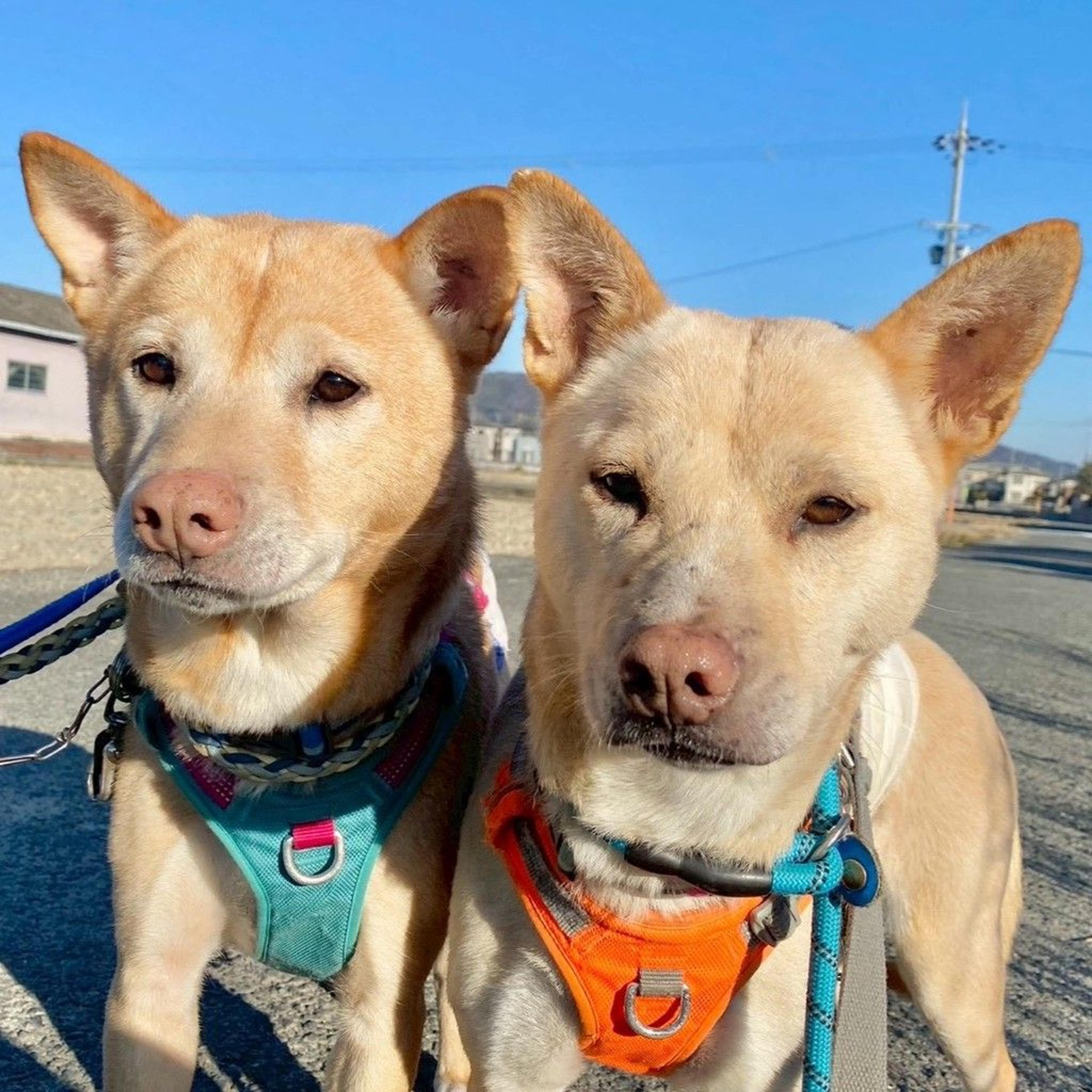 pet-image-5