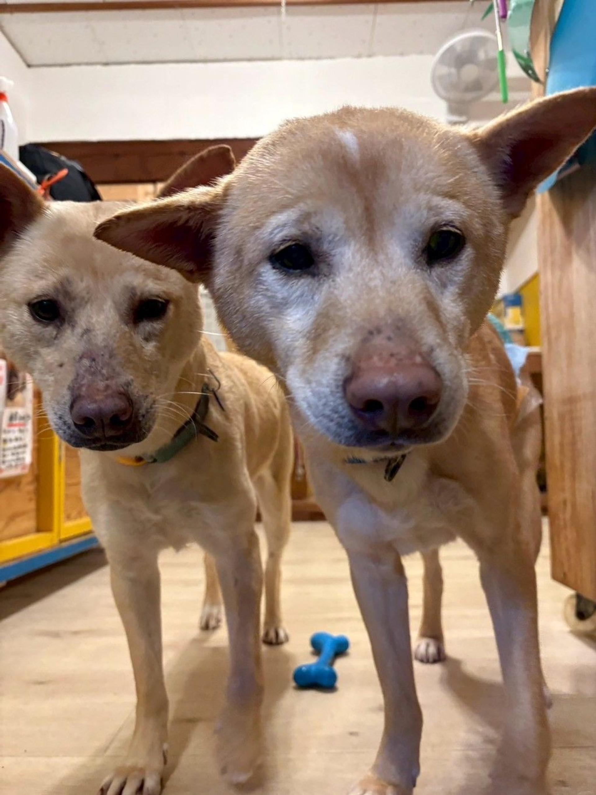 pet-image-9