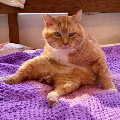 雑種（ミックス猫）・オスの里親募集の写真